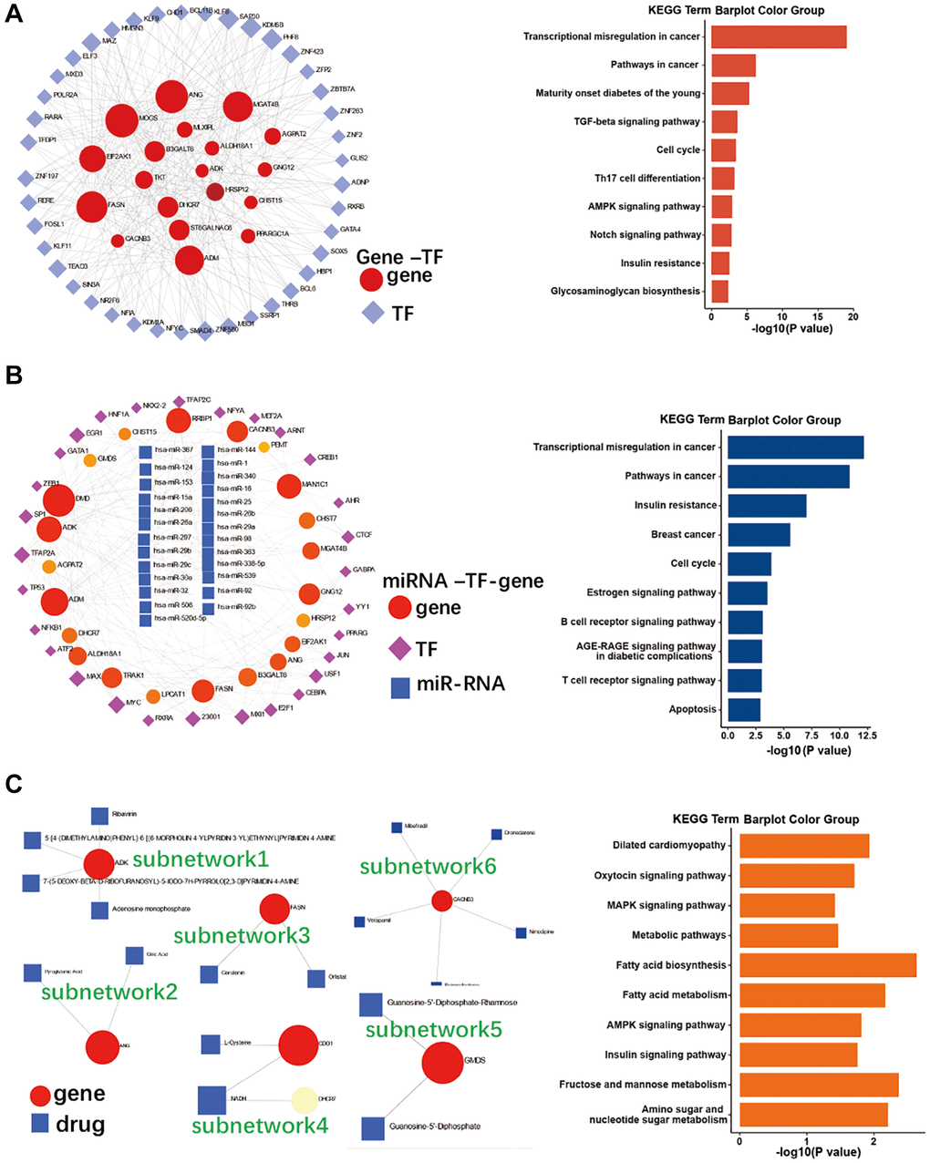 Co-regulatory network of EMRGs, miRNAs, TFs, and drugs. (A) TF-gene co-regulatory network of and its KEGG pathway enrichment. (B) miR-RNA-TF-gene co-regulatory network and its KEGG pathway enrichment. (C) Gene-drug co-regulatory network and its KEGG pathway enrichment.