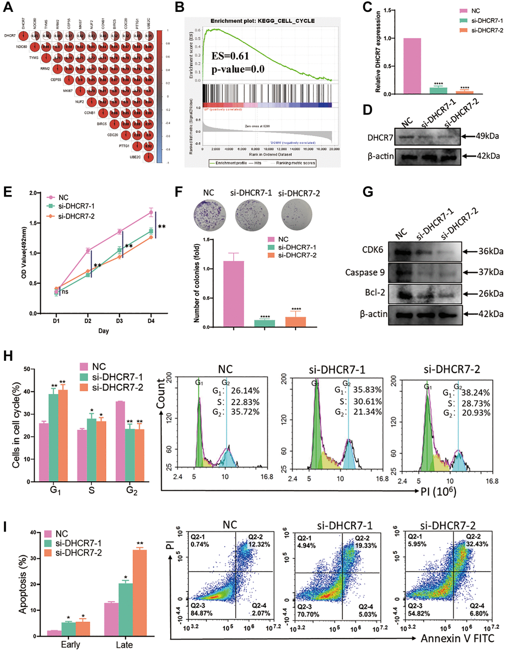 DHCR7 knockdown inhibited proliferation and induced apoptosis of MDA-MB-231 cells. (A) Correlation between DHCR7 expression and 11 genes related to breast cancer proliferation. (B) GSEA analysis of DHCR7 expression in BC. (C, D) qRT-PCR and western blot determined the efficiency of DHCR7 knockdown in MDA-MB-231 cells. (E) MTT assay investigated the MDA-MB-231 cells viability with DHCR7 knockdown. (F) The effect of DHCR7 knockdown on colony formation of MDA-MB-231 cells. (G) Western blot detected the expression of CDK6, caspase9, and Bcl2. (H) Flow cytometry assay tested the cell cycle of MDA-MB-231 cells with DHCR7 siRNA. (I) DHCR7 knockdown remarkably induced apoptosis of MDA-MB-231 cells. Abbreviation: NC: negative control. *p **p ***p ****p 