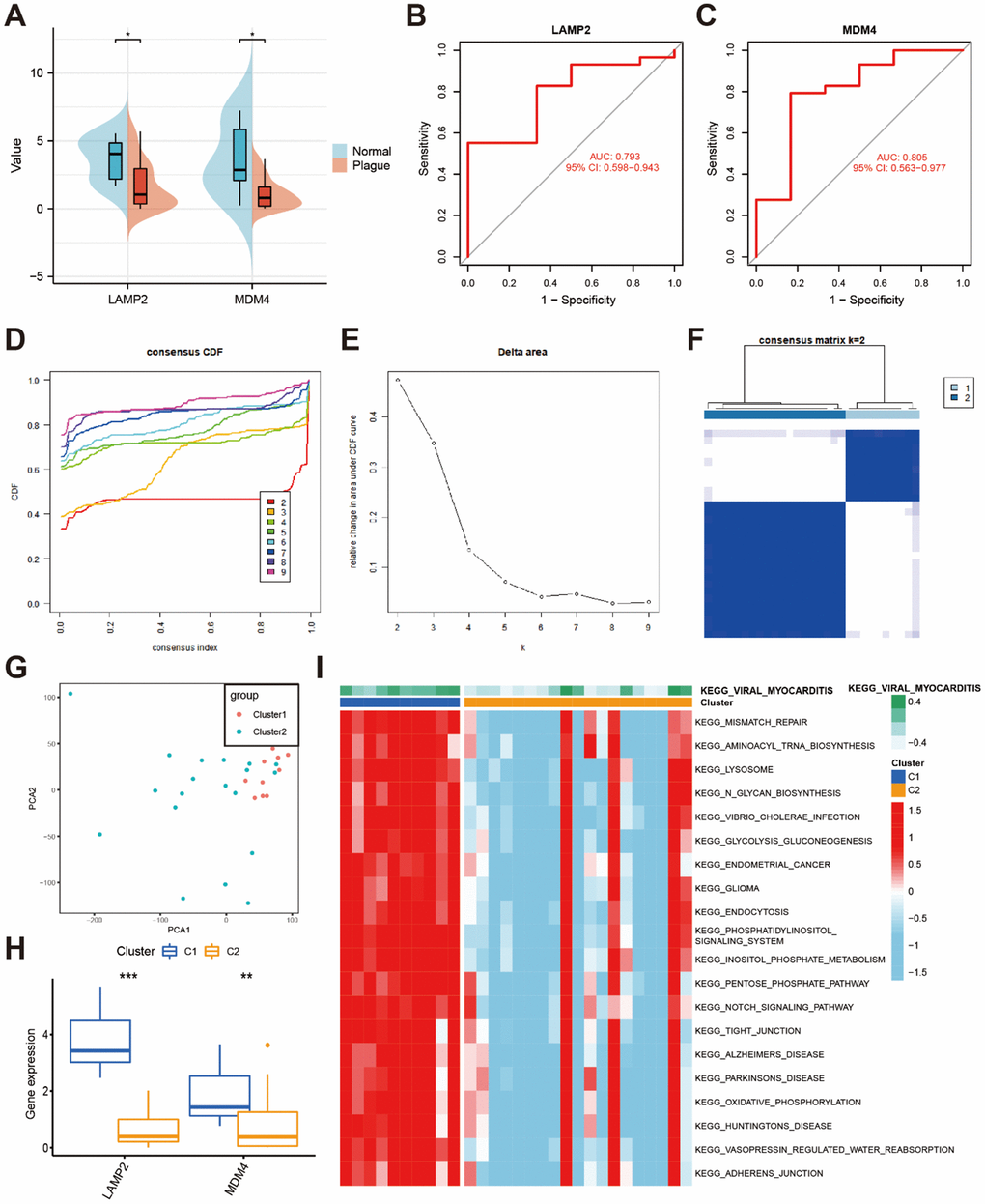 Identification of two clusters based on hub DEFERGs. (A) The bean plot shows the differential expression of hub DEFERGs between the normal tissues and RPs. (B, C) ROC curve of hub DEFERGs in RPs’ diagnosis. (D, E) The consensus cumulative distribution function (CDF) plot (D) and the relative change in area under the CDF curve (E). (F) The consensus matrix plot is displayed for k = 2 clusters. (G) The PCA plot visually represents the distribution of these two clusters. (H) Boxplots display the expression patterns of hub DEFERGs in cluster 1 and cluster 2. (I) GSVA analysis of biological pathways is conducted between the two distinct clusters, with red indicating activated pathways and blue indicating inhibited pathways.