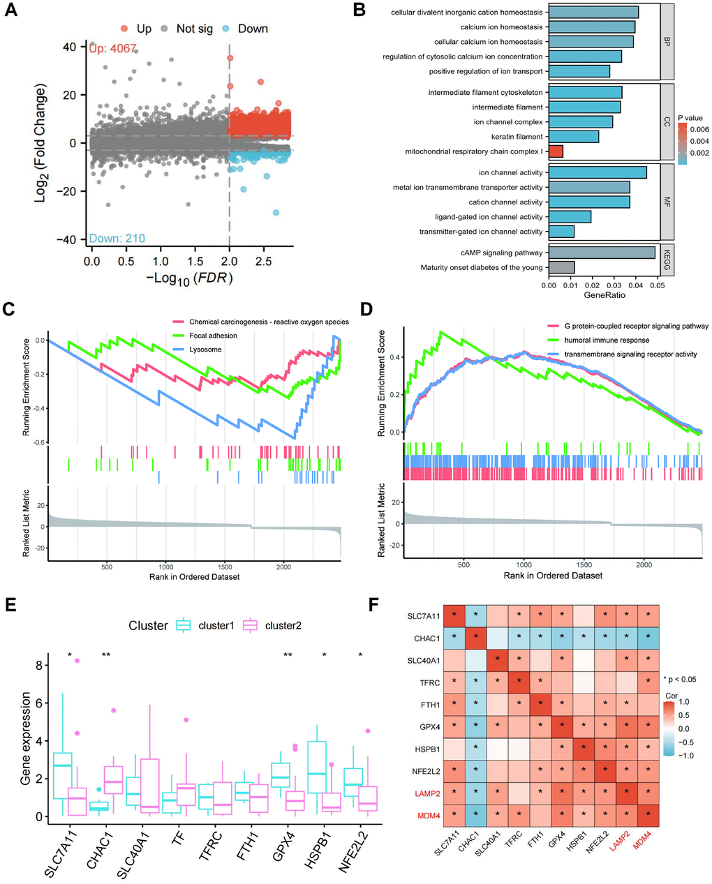 Differentially expressed genes (DEGs) screening and pathway enrichment analysis between the two clusters. (A) The volcano plot of all DEGs between two clusters. (B, C) GSEA analysis reveals GO terms (B) and KEGG terms (C) enriched by DEGs between the two clusters. (D) Enriched GO terms and KEGG pathways of DEGs. (E) Expression of the markers of ferroptosis in the two clusters. (F) Correlation of LAMP2 and MDM4 with the markers of ferroptosis.