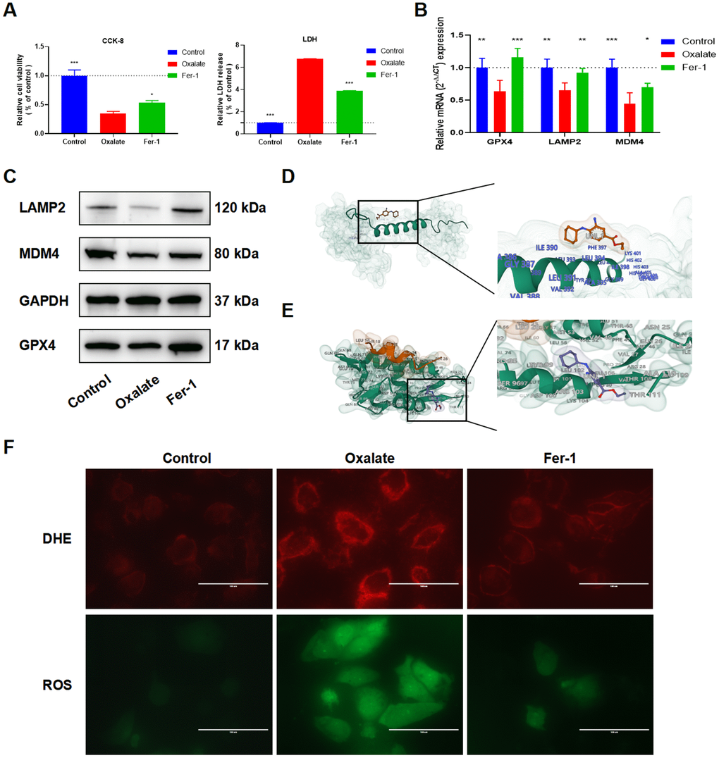 Fer-1 suppresses oxalate-induced cytotoxicity and LPO, as well as LAMP2 and MDM4 expression in oxalate-induced HK-2 cells. (A) Cell viability and LDH release after different treatment (mean ± SD, n = 3, *P P B) qRT-PCR assays show GPX4, LAMP2, and MDM4 expression in HK-2 cells with different treatment (mean ± SD, n = 3, *P P P C) The LAMP2 and MDM4 protein expression of HK-2 cells in different groups. (D, E) Schematic diagram of Fer-1 docking with LAMP2 (D) and MDM4 (E). (F) Reactive oxygen species (ROS) generation in HK-2 cells was assessed using DHE and ROS staining (magnification×40; scale bar, 100 μm).