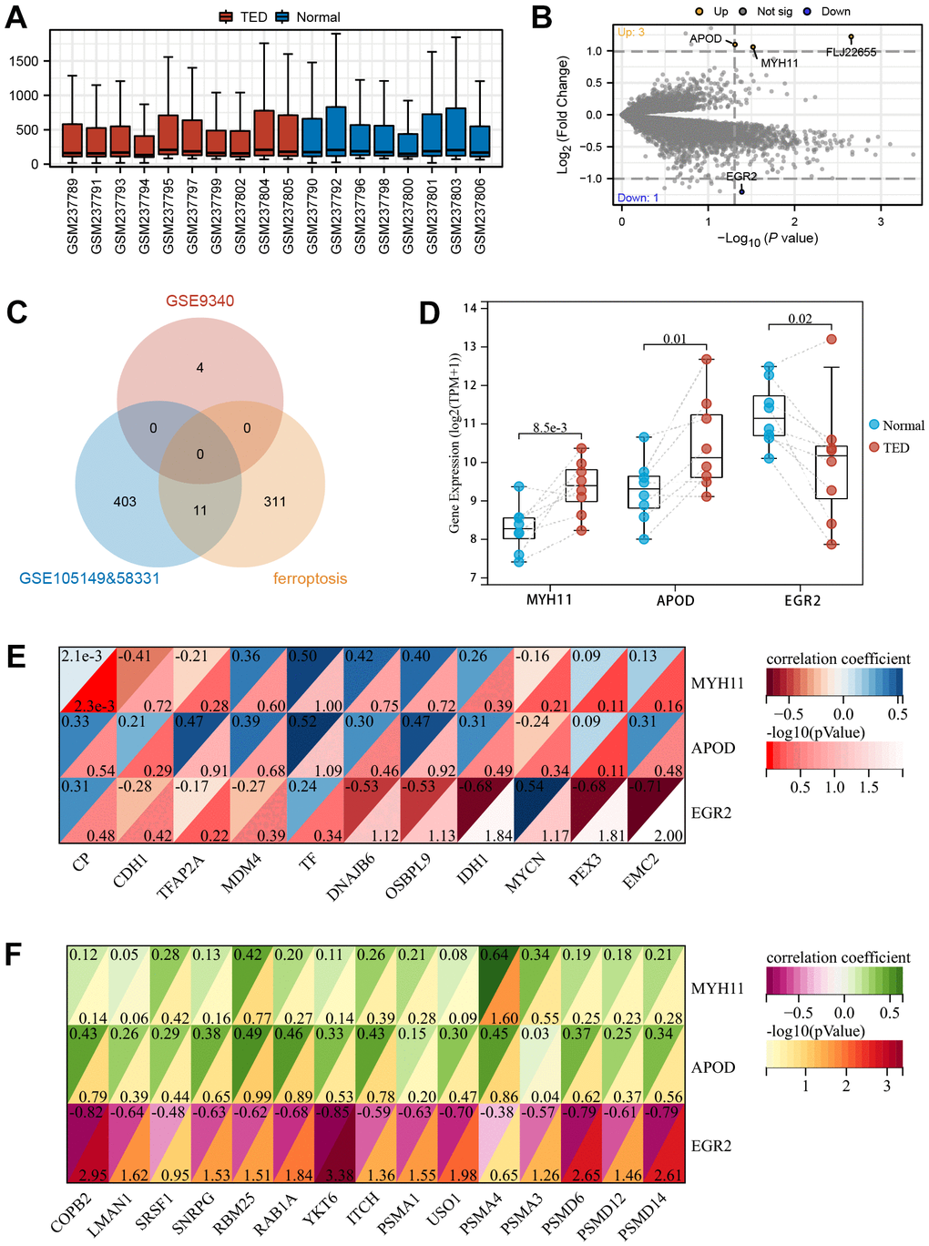 Screening of DEGs in thyroid. (A) Box plot of gene expression in TED-related datasets; (B) Screening of DEGs in thyroid samples; (C) Venn diagram of interaction among TED-related datasets and ferroptosis-related genes; (D) DEG expression levels between TED and normal groups; (E) Correlation analysis between DEGs in thyroid and F-DEGs; (F) Correlation analysis between DEGs in thyroid and hub genes. *P P P 