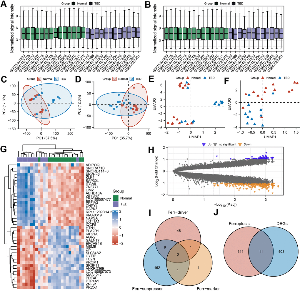 Screening of ferroptosis-related DEGs (F-DEGs) in the lacrimal gland. (A, B) Box plot of gene expression before and after batch effect removal in the integrated GEO data; (C, D) PCA of gene expression before and after batch effect removal in the integrated GEO data; (E, F) UMAP of gene expression before and after batch effect removal in the integrated GEO data; (G) Heatmap of DEGs; (H) Volcano plots of DEGs; (I) Venn diagram of ferroptosis-related genes; (J) Venn diagram of the intersection of ferroptosis-related genes and DEGs. DEGs, differentially expressed genes; GEO, Gene Expression Omnibus; PCA, principal component analysis; UMPA, uniform manifold approximation and projection.