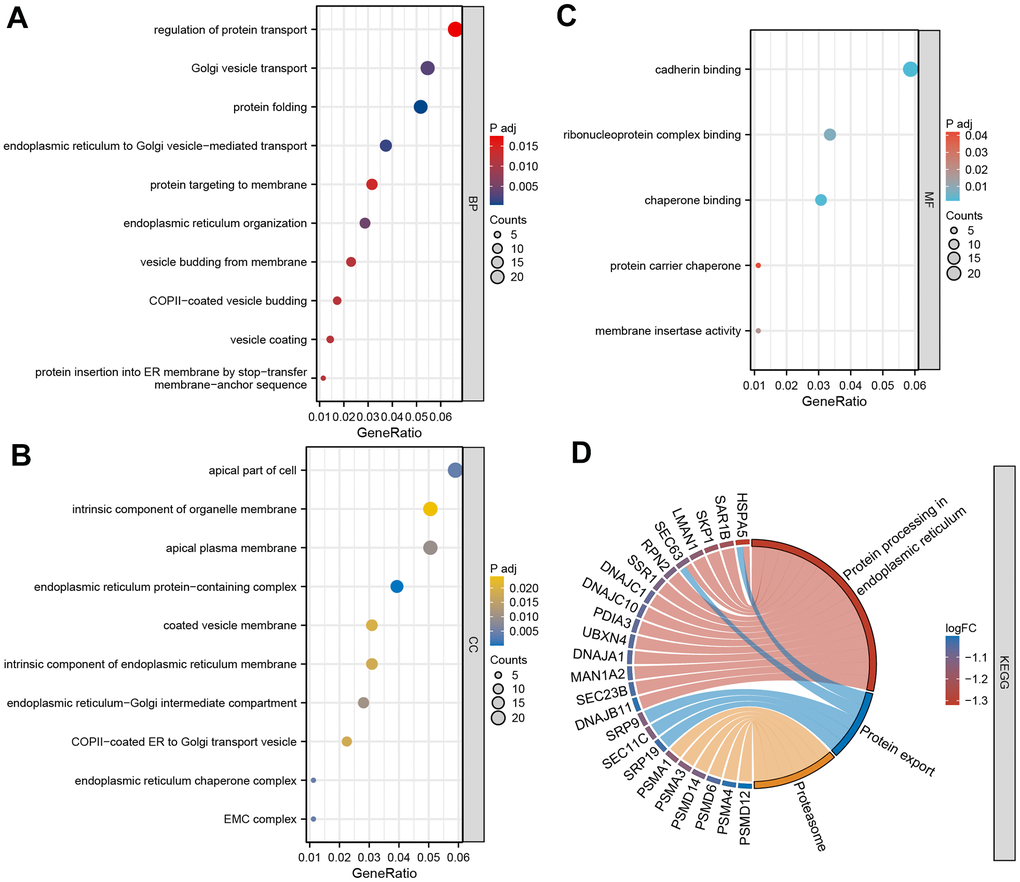 GO and KEGG enrichment analysis. (A) Bubble diagram of BP enrichment analysis; (B) Bubble diagram of CC enrichment analysis; (C) Bubble diagram of MF enrichment analysis; (D) Chord diagram of KEGG pathway enrichment analysis. BP, biological process; CC, cell component; MF, molecular function. *P P P 