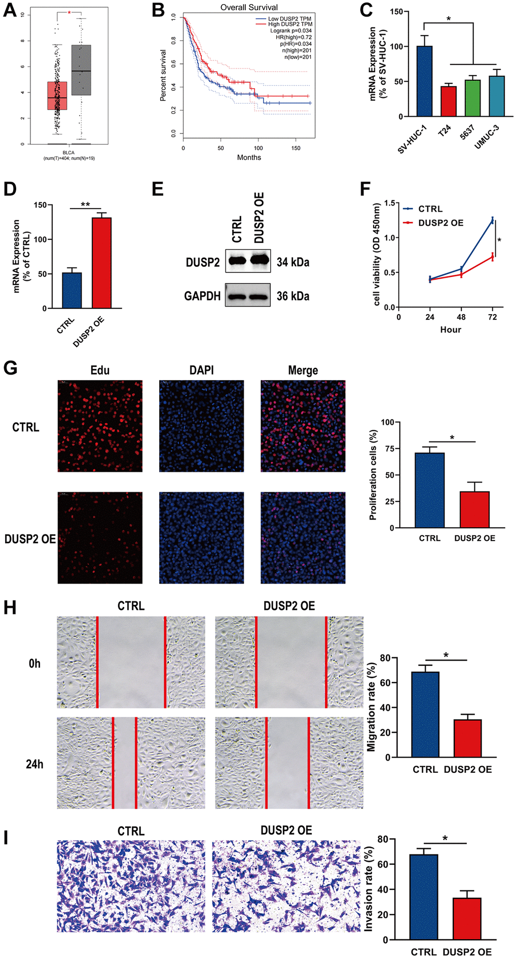 Overexpression of DUSP2 inhibited the proliferation, migration, and invasion of BLCA cells. (A, B) Differential analysis and survival analysis of DUSP2. (C) The mRNA expression of DUSP2 in BLCA cells and normal bladder cells. (D, E) The overexpression efficiency of DUSP2 was confirmed by qRT–PCR and western blotting. (F, G) CCK-8 and EdU assay were conducted to evaluate the proliferation ability. (H) Wound healing assay for the migration ability. (I) Transwell assay for the invasion ability. *P **P 