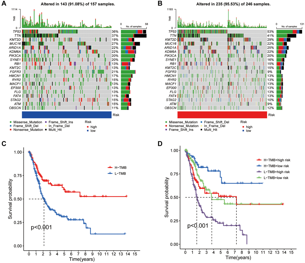 Mutation analysis based on the risk score model. (A, B) Waterfall plots summarizing the mutation status of high and low-risk patients. (C) Kaplan-Meier curves of high and low TMB groups. (D) Kaplan-Meier curves of four groups classified by risk score and TMB.