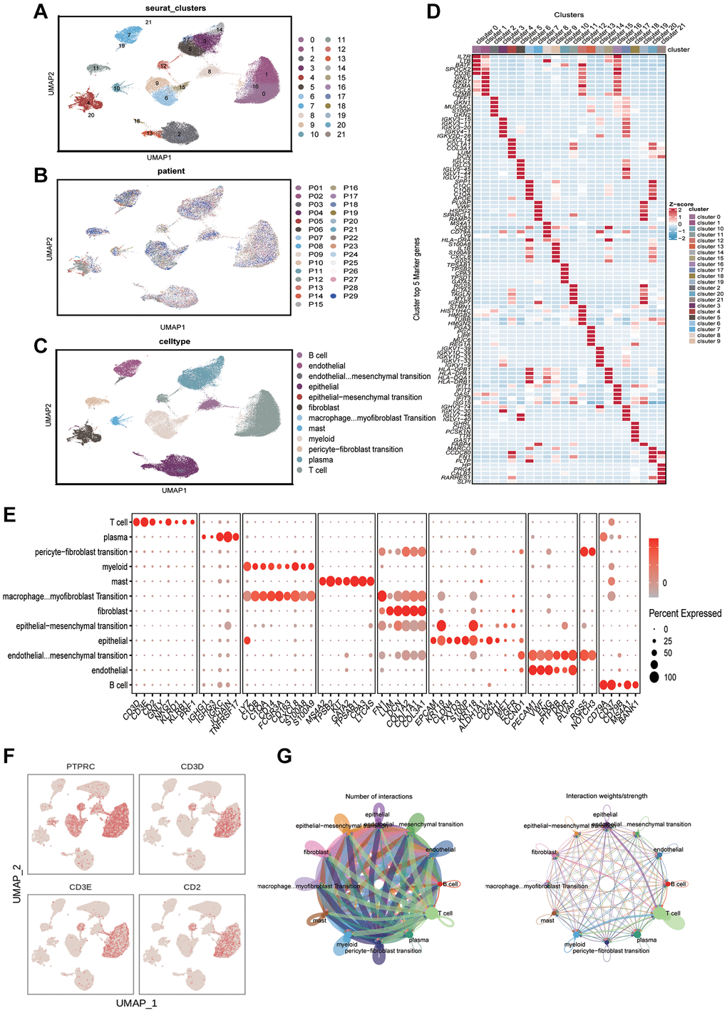 Analyzing the immune microenvironment. (A) Visualization of 21 subclusters based on UMAP algorithm. (B) Display of distribution of cells from different patients after removing batch effects. (C) Mark cell subclusters based on Top 5 genes and classic markers. (D) A heatmap showing the performance of the top five genes for each subclusters. (E) Display of gene expression in different subclusters based on classical cell markers. (F) The “featureplot” function describing the allocation of immune cell marker genes and T cell signature genes in the UMAP dimensionality reduction map. (G) Based on “cellchat” to display the signal strength of intercellular communication.