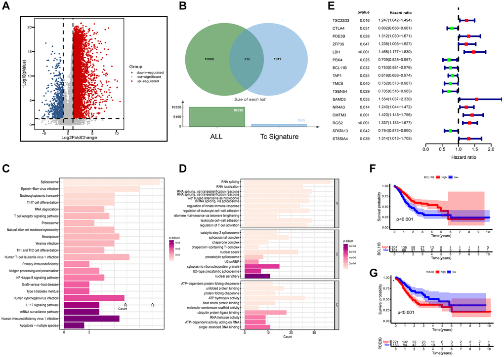 Functional enrichment and preliminary filters for TCRGs. (A) Volcano map of DEGs in TCGA-STAD cohort. (B) Venn diagram, (C) KEGG pathway analysis and (D) GO analysis of differentially expressed TCRGs. (E) Univariate Cox analysis of 16 prognosis-related TCRGs. K-M curves of single prognostic genes, such as (F) BCL11B and (G) PDE3B.