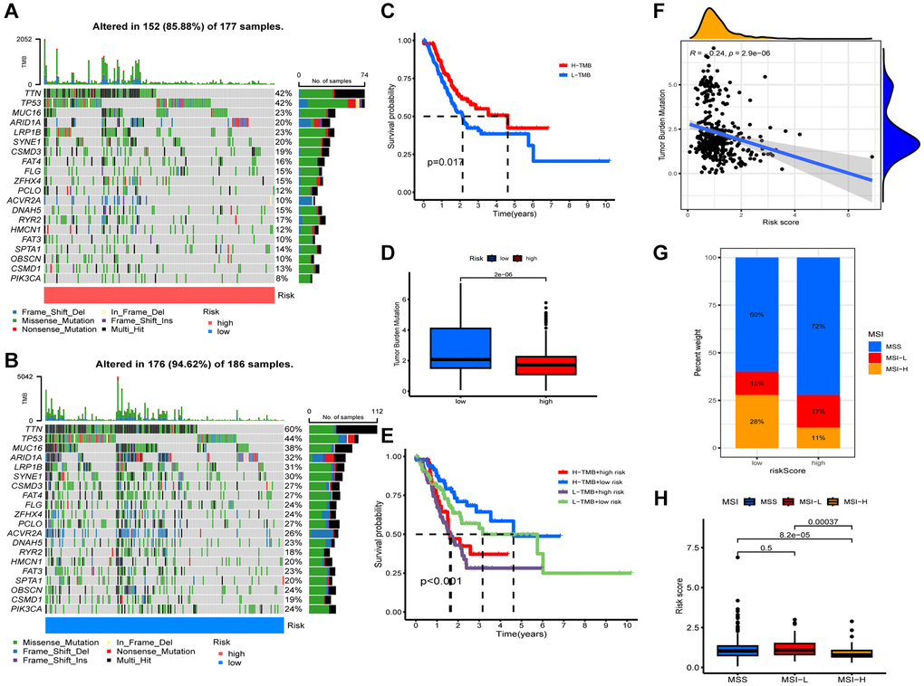 Characteristics of somatic mutations. Somatic mutations in different risk groups. (A) Higher risk and (B) lower risk. (C) Survival analysis of low and high tumor mutation burden (TMB). (D) Comparison of TMB levels. (E) Survival analysis of samples grouped with both risk and TMB. (F) Relevance between riskscore and TMB. (G, H) Relevance between riskscore and MSI.