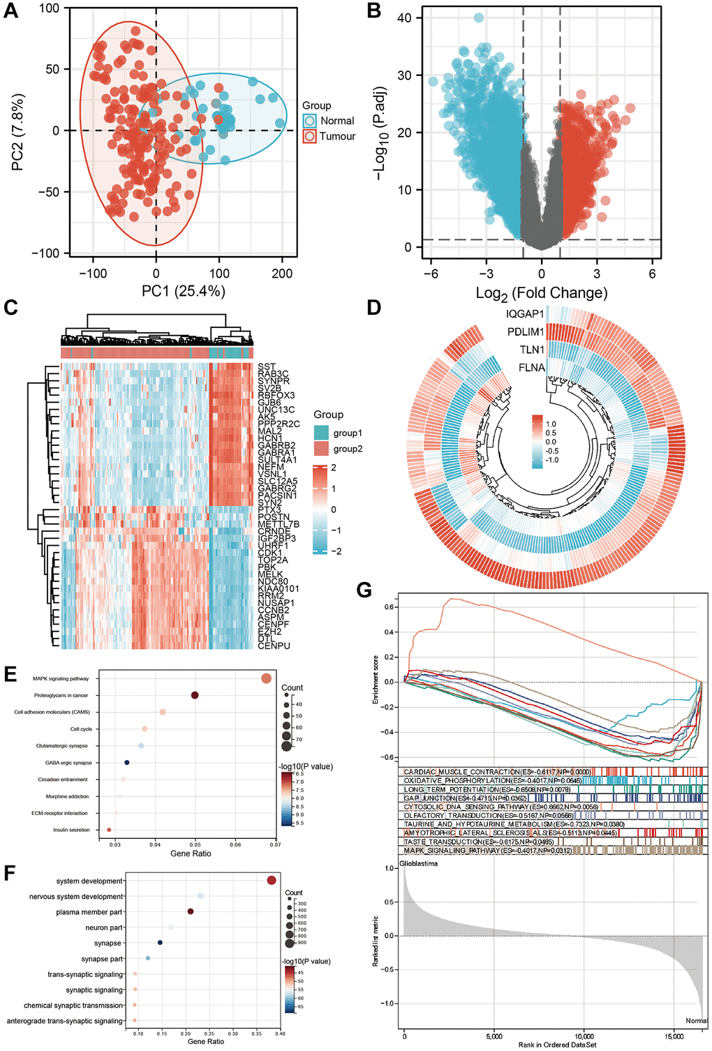 Screening differential genes in GEO datasets. (A) Principal component analysis showed the clustering between tumor group and normal group of GEO combined dataset. (B) The volcano plot shows the differential expression between tumor group and normal group of GEO combined dataset. (C) The heat map showed the differential expression between tumor group and normal group of GEO combined data set. (D) The ring heat map showed the common differentially expressed genes between tumor group and normal group of TCGA dataset and GEO combined dataset. (E) KEGG analysis of differential genes. (F) GO analysis of differential genes. (G) Gene set enrichment analysis of GEO dataset.