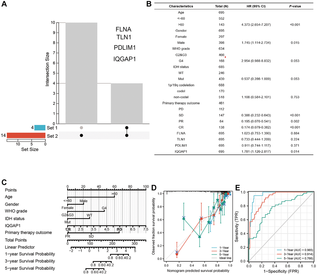 Establishing a nomogram model in GBMLGG. (A) UpSet diagram shows the common differentially expressed genes between tumor group and normal group of TCGA dataset and GEO pooled dataset. (B) Multivariate regression analysis was used to analyze the clinical information and differentially expressed genes of GBMLGG. (C) Nomogram showed the factors related to the prognosis of GBMLGG. (D) C-index and (E) ROC curve were used to calculate the reliability and accuracy of the Nomogram model.