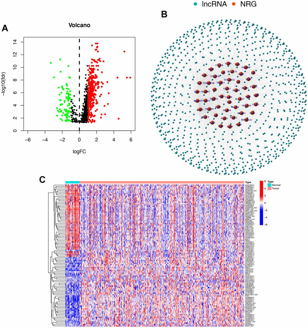 Necroptosis-related lncRNAs in STAD. (A) The volcano plot of all lncRNAs differential expressions associated with necroptosis in STAD. The red represents the expression of upregulation, the green represents the expression of downregulation, and the black represents that the expression has not changed. (B) The analytical relationship network diagram between necroptosis-related genes and lncRNA. (C) The heat maps were plotted based on the differential gene expression of the first 50 lncRNAs with the most significant upregulation and downregulation. FC, fold change; NRG, necroptosis gene.