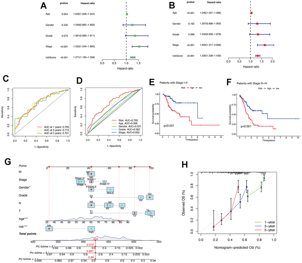 Assessment of the risk prognostic model associated with necroptosis-lncRNAs. (A) The uni-Cox analyses of clinical factors and risk score with OS. (B) The multi-Cox analyses of clinical factors and risk score with OS. (C) The 1-, 3-, and 5-year ROC curves. (D) The ROC curves of prognosis-related parameters. (E) The survival analysis of patients in the early stages (stages I, II). (F) The survival analysis of patients in the advanced stages (stage III, IV). (G) The nomogram of age, gender, risk score, and TNM staging. (H) The calibration curves for 1-, 3-, and 5-year OS. ROC, receiver operating characteristic; AUC, area under the curve; T, tumor; N, node; M, metastasis; OS, overall survival. * P 