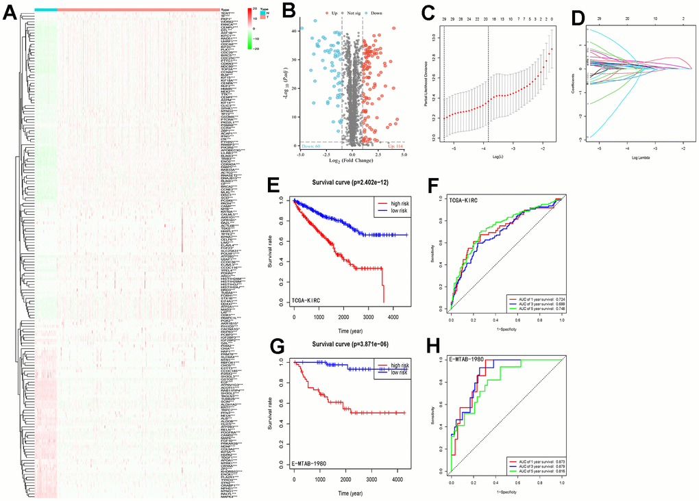 LLPS differential gene screening and risk signature establishment and assessment. (A) Heatmap demonstrating the expression of LLPS-related genes in the TCGA-KIRC cohort; (B) Volcano plot demonstrating the LLPS-based expression in the TCGA-KIRC cohort, containing 60 down-regulated genes and 114 up-regulated genes; (C, D) LASSO Cox regression analysis was conducted to screen the key genes; (E) Kaplan-Meier analysis of survival differences between high-risk and low-risk groups in the TCGA-KIRC cohort; (F) ROC curves demonstrating the accuracy of risk-signature judgement of LLPS-related gene constructs for ccRCC patients with 1-, 3- and 5-year prognosis; (G) Kaplan-Meier analysis in the E-MTAB-1980 cohort to validate the survival difference between the high-risk and low-risk groups distinguished by this risk signature; (H) ROC curve to validate the ability of this signature to judge prognosis in the E-MTAB-1980 cohort. (*p 