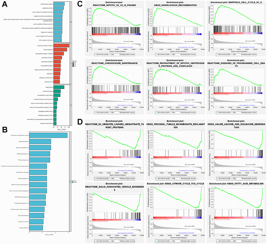 Exploration of potential function in high-risk and low-risk groups. (A) GO analysis explored the potential function in terms of BP, CC, and MF; (B) KEGG analysed the potential pathway enrichment; (C) GSEA analysed the potential pathway enrichment in the high-risk group; (D) GSEA analysis demonstrated the potential pathway enrichment in the low-risk group.