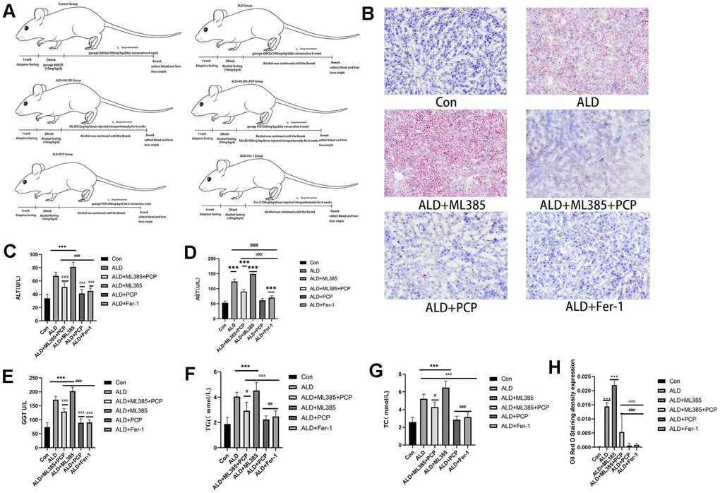 Comparison of the results of liver function and blood lipid levels in rats in each group. (A) Rat feeding and model building. (B) A comparison of the results of hematoxylin and eosin staining and Oil Red O staining in the rat liver. (C) A comparison of alanine aminotransaminase results in the rat liver. (D) A comparison of aspartate aminotransferase activities in the rat liver. (E) A comparison of γ-glutamyl transferase in the rat liver. (F) A comparison of triglycerides in the rat liver. (G) A comparison of total cholesterol in the rat liver. (H) A comparison of the Oil Red O staining results of the liver tissue in rats. The reported values are presented as mean ± SD, n = 8. *P ***P #P ###P xP xxxP 