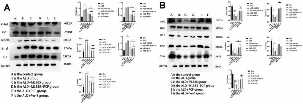 Effects of Poria cocos polysaccharides (PCPs) on the mRNA expression of Nrf2, ferroptosis, and other indicators in the liver tissue of alcoholic liver disease (ALD) rats. (A) The effect of PCP on the inflammatory signaling pathway in the liver tissue of ALD rats. Compared with the control group, interleukin (IL)-1β, IL-6, P65, P-P65, MyD88 were significantly increased in the liver tissue of rats subjected to intervention with alcohol and ML385 (P PPB) The effects of PCP on Nrf2 and ferroptosis-related signaling pathways in the liver tissue of ALD rats. Compared with the control group, Nrf2, GSH, FTH1, HO-1, GPX4 were significantly reduced in the liver tissue of rats after alcohol and ML385 intervention (PPPP*P***P#P###PxPxxxP