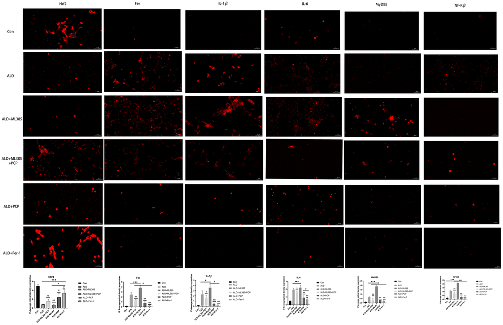 Effect of Poria cocos polysaccharides (PCPs) on intracellular inflammatory factors, Nrf2, and Fer. After treatment with 150 mM alcohol for 24 hours, the alcohol liver injury cell model was established, and PCP (100 μg/mL) or ferroptosis inhibitor Fer-1 (100 μg/mL) intervention was carried out for 24 hours. After fluorescent staining, inflammatory factors, Nrf2, and Fer expression levels were observed under a fluorescent microscope. The rats were treated with 150 mM alcohol for 24 hours, followed by intervention with the Nrf2 inhibitor ML385 (5 μg/mL) for 2 hours and the addition of PCP (100 μg/mL). The expression of inflammatory factors, Nrf2, and Fer was observed under a fluorescence microscope after fluorescent staining. The reported values are presented as mean ± SD, n =3. *P***P#P###PxPxxxP