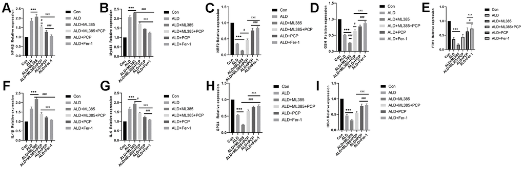 Effect of Poria cocos polysaccharides (PCPs) on the mRNA expression of Nrf2, ferroptosis, and inflammatory factors in BLR3A cells. (A) NF-κβ. (B) A comparison of the MyD88 results. (C) The comparison of Nrf2 results. (D) The comparison of glutathione results. (E) A comparison of the FTH1 results. (F) A comparison of the interleukin (IL-1β) results. (G) A comparison of the IL-6 results. (H) A comparison of the GPX4 results. (I) A comparison of the results of HO-1. Compared with the control group, after intervention with alcohol and ML385, the mRNA levels of Nrf2, GSH, FTH1, HO-1 and GPX4 in BLR3A cells were significantly reduced (PPP*P***P#P###PxPxxxP