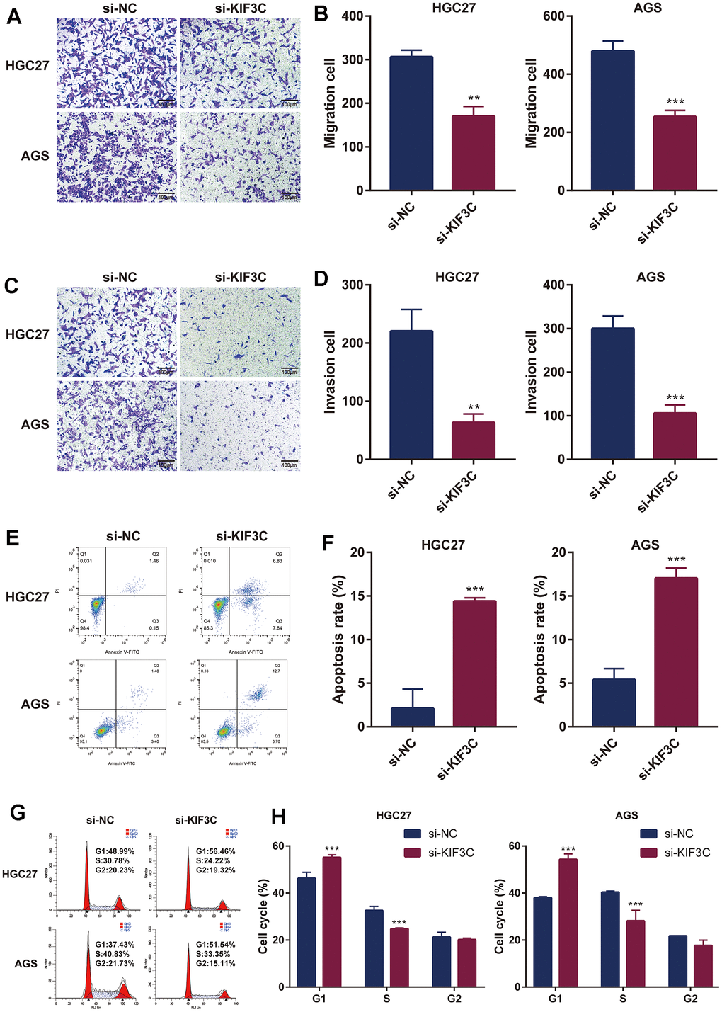 KIF3C knockdown influences the biological functions in GC. (A) Transwell migration assay of HGC-27 and AGS cells. (B) Representative statistical analysis of the transwell migration assays results. (C) Transwell invasion assay of HGC-27 and AGS cells. (D) Representative statistical analysis of the transwell invasion assays results. (E) Flow cytometry was used to detect apoptosis changes in HGC-27 and AGS. (F) Representative statistical analysis of the cell apoptosis assays results. (G) Flow cytometry was used to detect the cell cycle changes in HGC-27 and AGS. (H) Representative statistical analysis of the cell cycle assays results. *p 