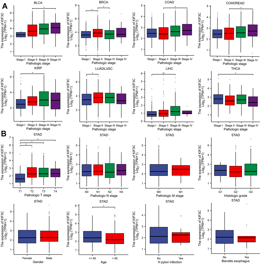 Correlation between KIF3C and clinical characteristics. (A) Correlation between KIF3C expression and pathological stages of BLCA, STAD, COAD, COADREAD, KIRP, LIHC, LUADLUSC, and THCA from TCGA datasets. (B) The correlation between KIF3C expression and clinical characteristics in STAD, including the TNM-T stage, TNM-N stage, TNM-M stage, histologic stage, gender, age, H pylori infection and Barretts esophagus.