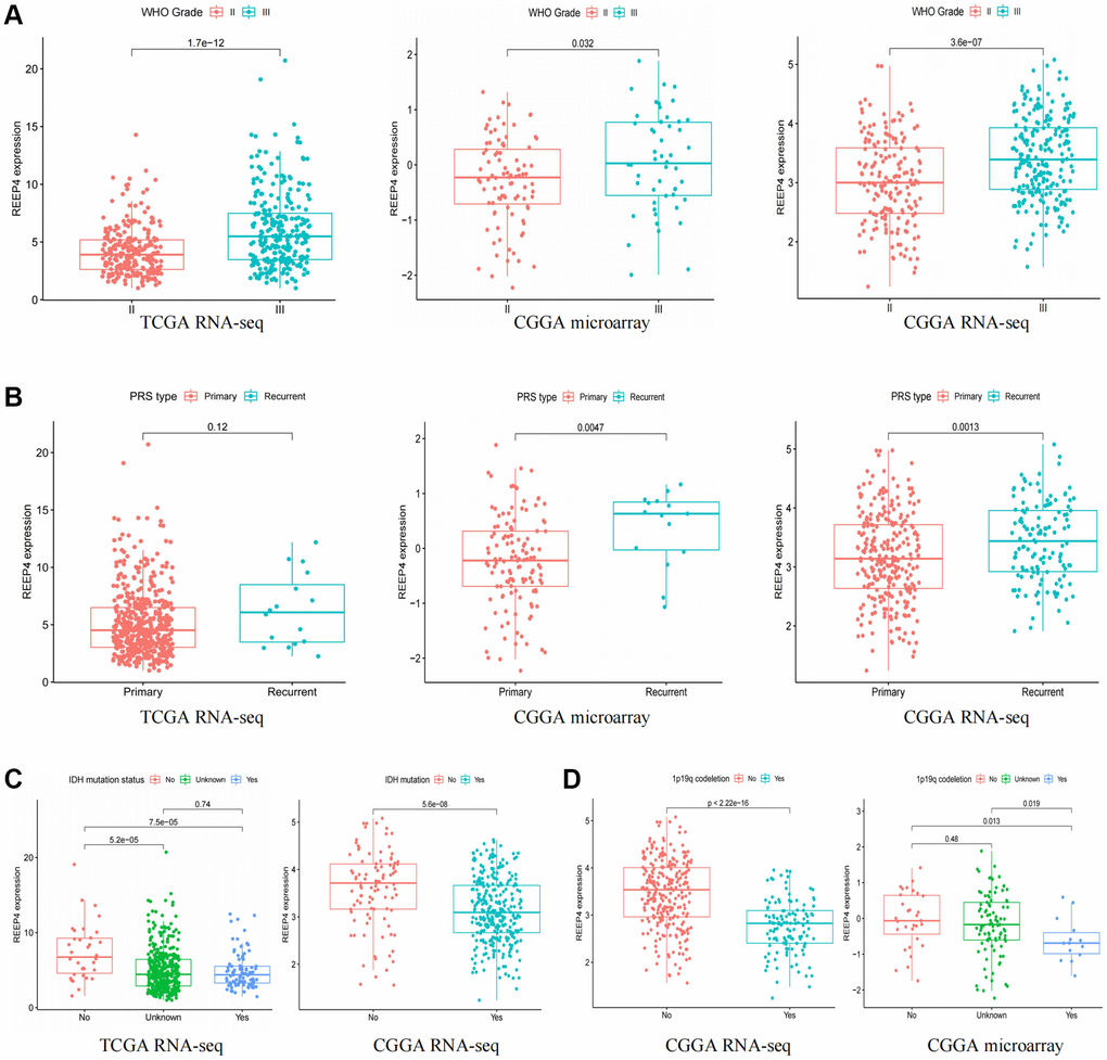 Relationship between receptor accessory protein 4 expression, clinical features, and molecular typing. (A) World Health Organization grade. (B) Primary, Recurrent, Secondary (PRS) type. (C) Isocitrate dehydrogenase mutation status. (D) 1p19q co-deletion status.