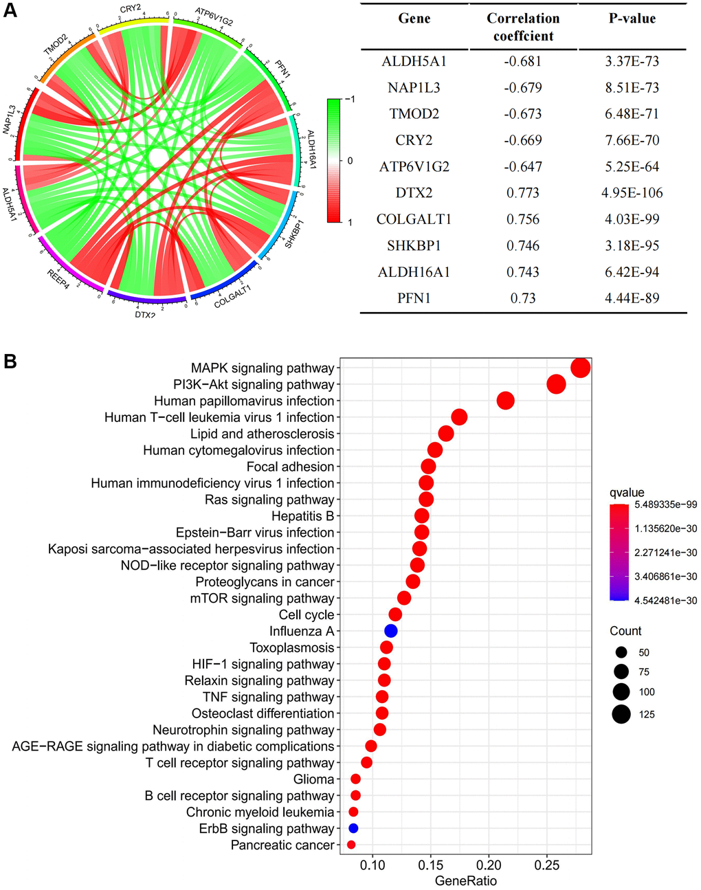 Exploring the mechanism of REEP4 in the pathological progression of LGG. (A) Gene co-expression analysis enumerating the first five genes that were positively and negatively correlated with receptor accessory protein 4 (REEP4) in lower-grade glioma (LGG). (B) KEGG signal pathway analysis showed the pathway of significant enrichment of REEP4 in LGG.