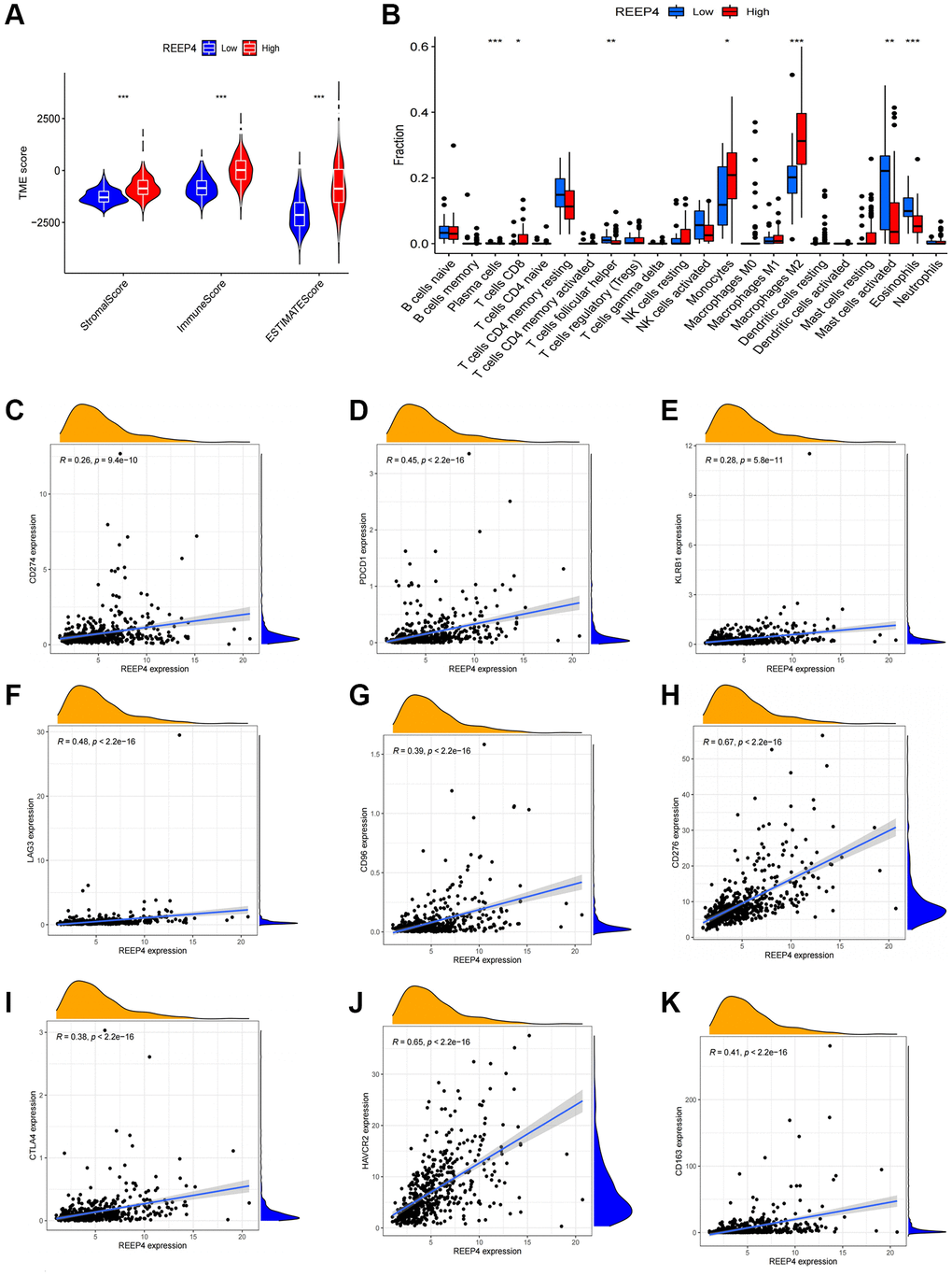 The effect of REEP4 on the immune microenvironment of LGG. (A) The expression level of receptor accessory protein 4 (REEP4) was positively correlated with the stromal, immune, and ESTIMATE scores. ***P B) The correlation between REEP4 and 22 immune cell subtypes. *P **P ***P C–K) REEP4 expression is positively correlated with 8 immune checkpoints, including CD274, PDCD1, KLRB1, LAG3, CD96, CD276, CTLA4, HAVCR2, CD163.