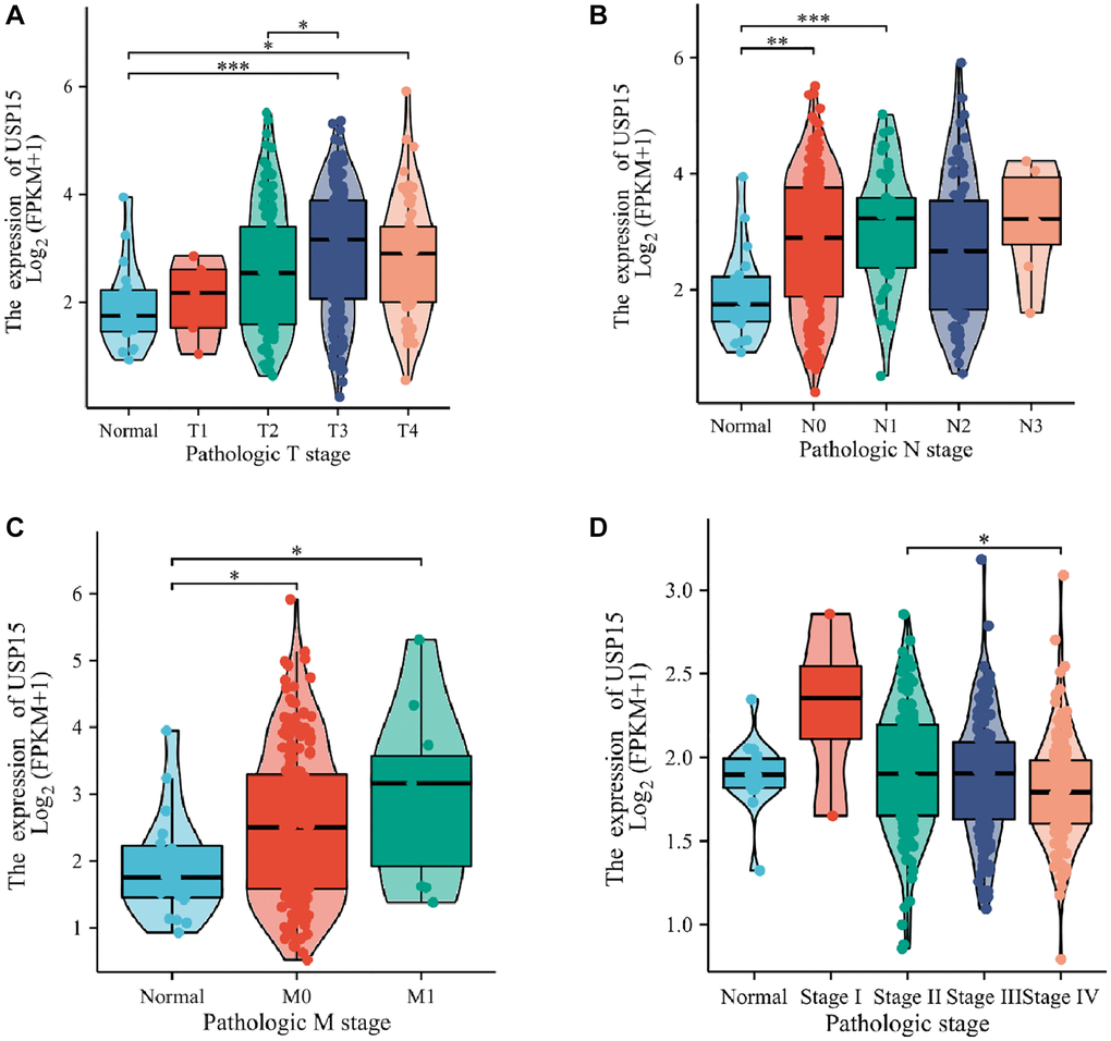 USP15 expression is associated with clinicopathological characteristics in patients with bladder cancer. Increased USP15 expression was significant with (A) tumor size. (B) Node. (C) Metastasis. (D) Stage.