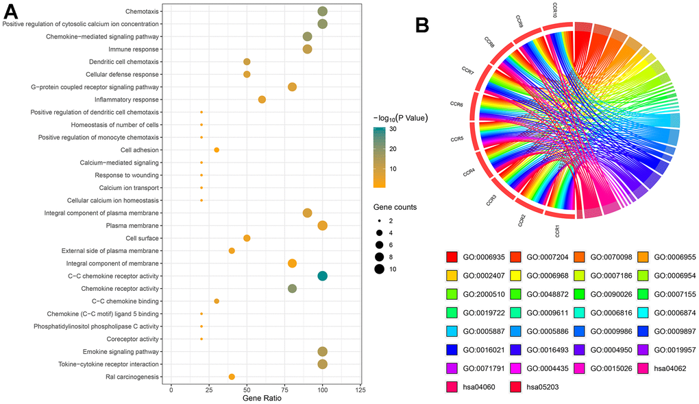 Bioinformatics-based results from DAVID. (A) The pathways, molecular functions, biological processes, and cellular components in which CCRs are enriched; (B) details of CCRs corresponding to specific pathways, molecular functions, biological processes and cellular components. GO, Gene ontology.