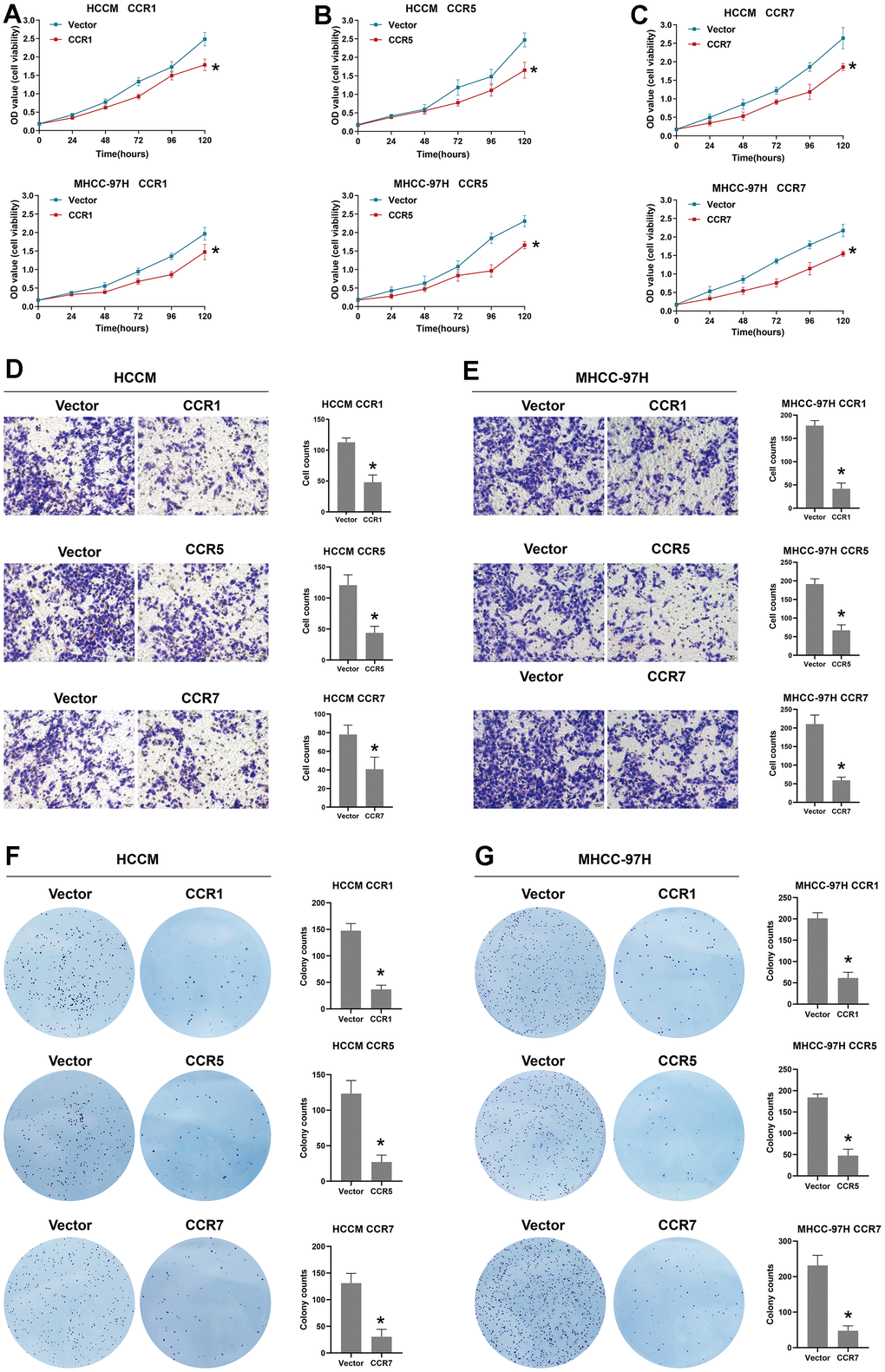 Biological function of CCR1, CCR5 and CCR7 in HCC. (A) The cell viability of between vector and CCR1 overexpression group in HCCM cells and MHCC-97 cells; (B) The cell viability of between vector and CCR5 overexpression group in HCCM cells and MHCC-97 cells; (C) The cell viability of between vector and CCR7 overexpression group in HCCM cells and MHCC-97 cells; (D) Representative images of Transwell assay for CCR1 overexpression, CCR5 overexpression, CCR7 overexpression and vector group in HCCM cells and corresponding histograms; (E) Representative images of Transwell assay for CCR1 overexpression, CCR5 overexpression, CCR7 overexpression and vector group in MHCC-97H cells and corresponding histograms. (F) Representative images of colony formation assay for CCR1 overexpression, CCR5 overexpression, CCR7 overexpression and vector group in HCCM cells and corresponding histograms; (G) Representative images of colony formation assay for CCR1 overexpression, CCR5 overexpression, CCR7 overexpression and vector group in MHCC-97H cells and corresponding histograms.