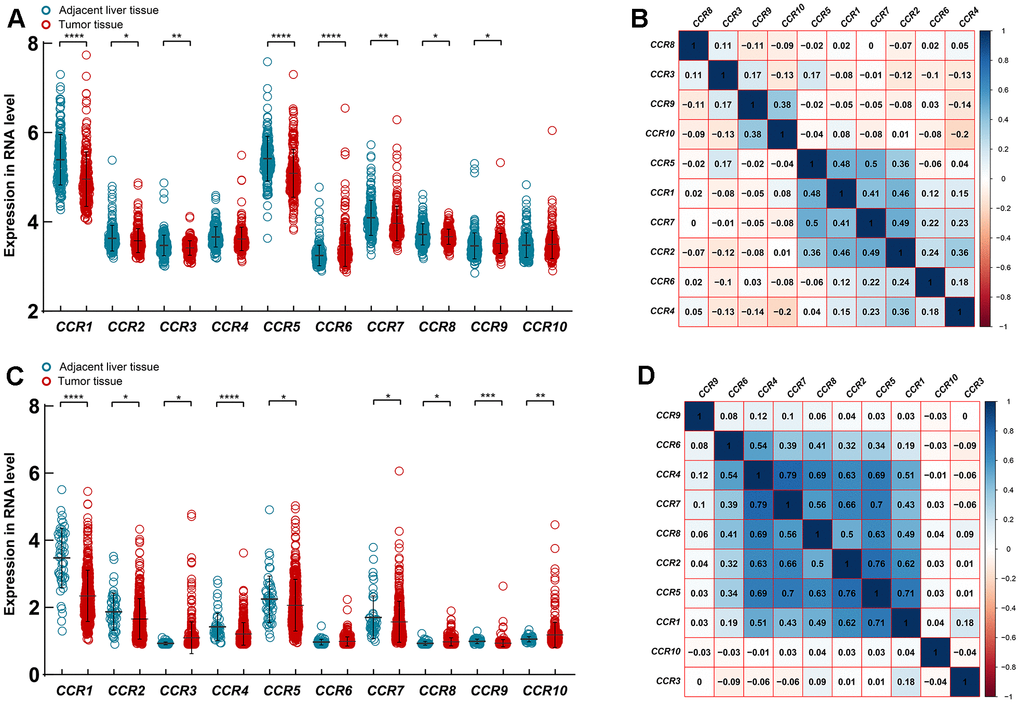 Expression of CCRs in HCC and para-carcinoma tissues. (A) Expression level of CCRs between HCC and para-carcinoma tissues in GSE14520; (B) Matrix graphs of Pearson correlations for CCRs in GSE14520; (C) expression level of CCRs between HCC and para-carcinoma tissues in TCGA database; (D) Matrix graphs of Pearson correlations for CCRs in TCGA database. * P