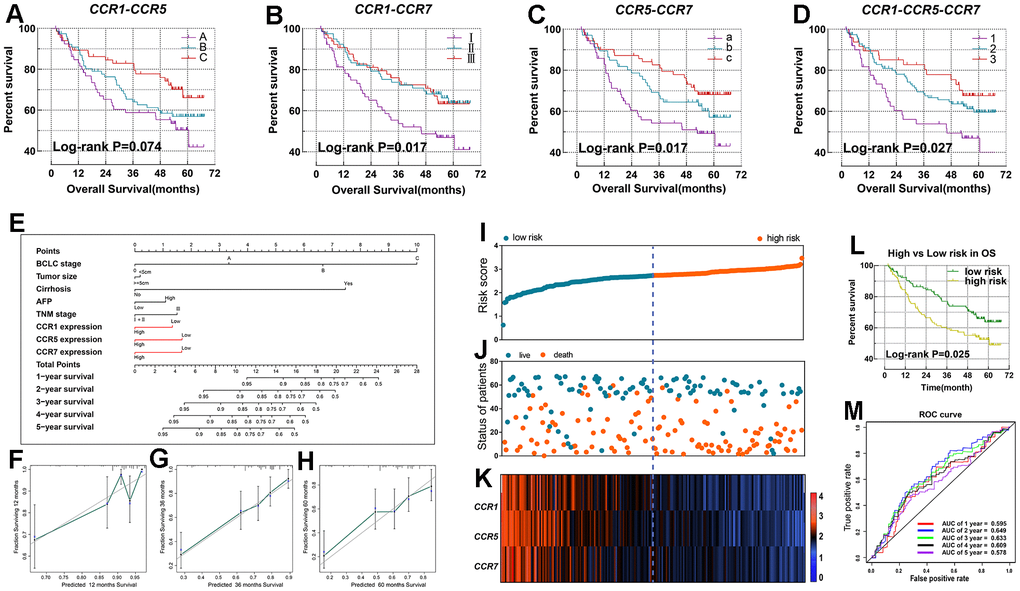 Nomogram and the prognostic signature constructed in GSE14520 in terms of CCR1, CCR5 and CCR7. (A–D) Combined effect survival analysis for OS on the basis of CCR1, CCR5 and CCR7; (E) nomogram; (F–H) verification model for nomogram in 1-, 2- and 3-year OS respectively; (I) risk score plot; (J) survival status scatter plot; (K) heat map of the levels of expression of CCR1, CCR5 and CCR7 in low- and high-risk groups; (L) Kaplan-Meier curves for low- and high-risk groups; (M) receiver operating characteristic curve for predicting 1-, 2- and 3-year survival in HCC patients by risk score.