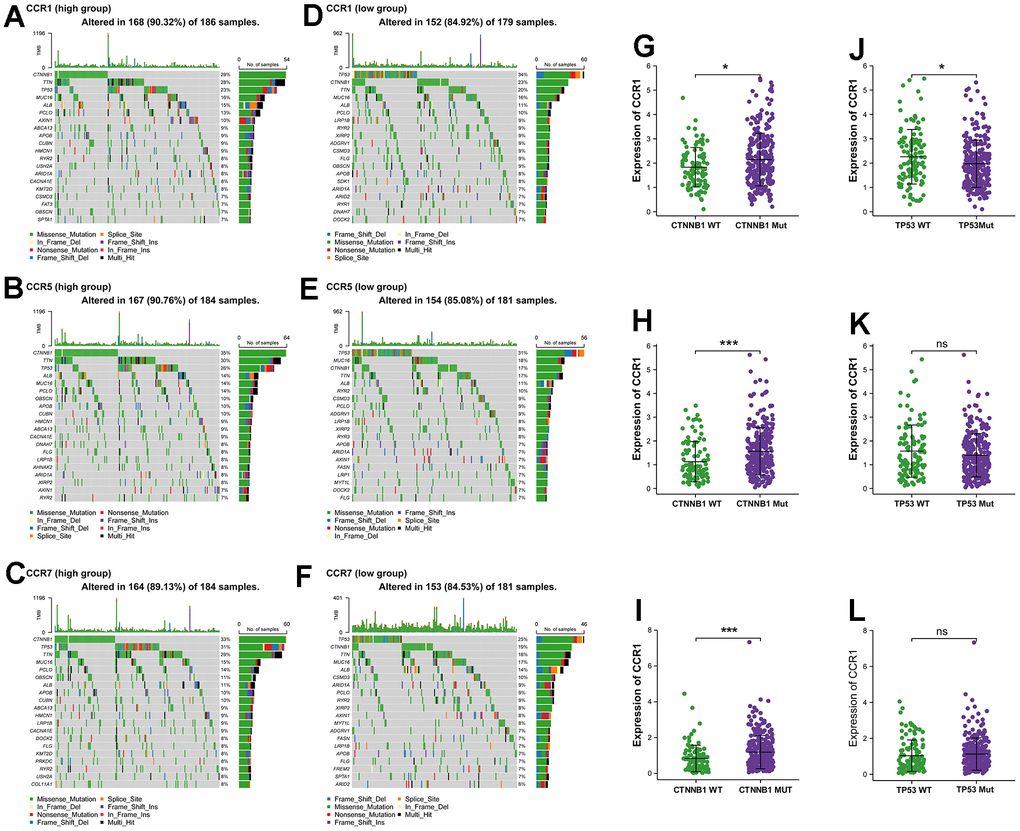 The genome-wide exon mutation characteristics of CCR1, CCR5 and CCR7 expression group. (A–F) Waterfall plot of genome-wide exon mutation of TCGA cohort in different expression levels of CCR1, CCR5 and CCR7. (G–L) Expression levels of CCR1, CCR5 and CCR7 in TCGA cohort based on the mutant and wild-type of CTNNB1 and TP53. * Pns no significance.