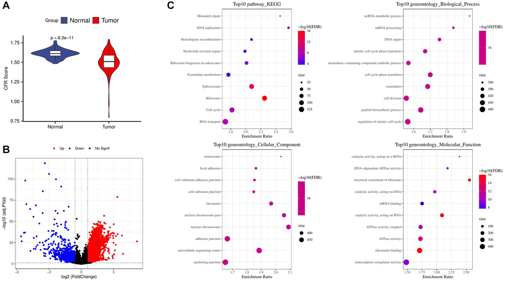 Screening and enrichment of DEGs. (A) Difference in CFR score between tumor and normal control samples in the TCGA cohort; (B) Volcano plot for screening differential expressed genes in the TCGA cohort; (C) Enrichment of tumor up-regulated genes by GO and KEGG analysis.