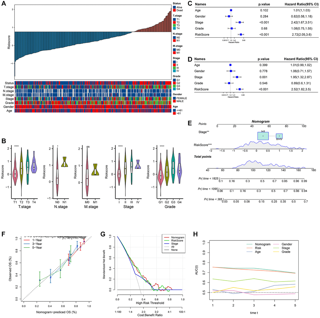 Analysis of clinicopathological features and nomogram. (A) RiskScore and distribution of clinicopathological features; (B) Analysis of different clinicopathological grades between different RiskScore groups; (C) Univariate Cox analysis of RiskScore and clinicopathological features; (D) Multivariate Cox analysis of clinicopathological features and RiskScore; (E) Construction of the nomogram; (F) 1, 3, 5 years calibration curve of the nomogram; (G) The decision curve of RiskScore, nomogram and clinicopathological features; (H) The ROC curves of a variety of clinicopathological features for overall survival (OS) at 1~5 years.