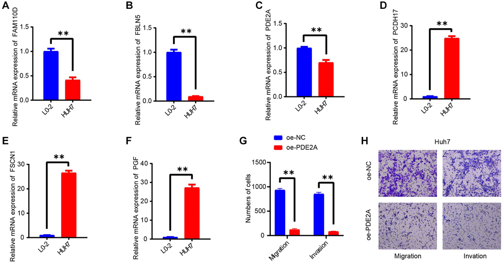 In vitro validating experiments. (A–F) QRT-PCR detected the expressions of 6 model genes in human normal liver cells (L0-2) and HCC cell lines (HUH7). (G, H) Migration and invasion assays after PDE2A overexpression. N = 3, **p 