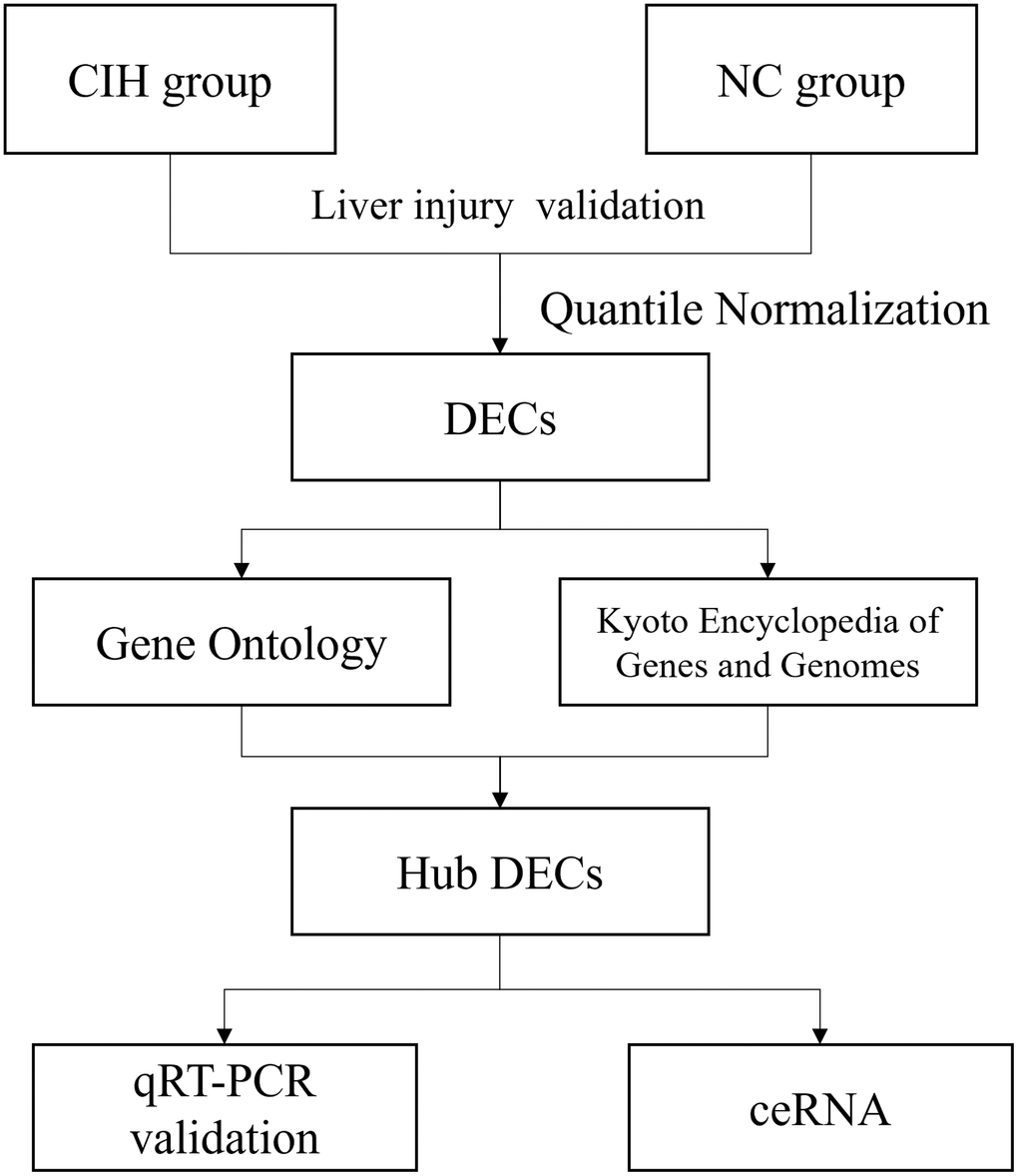 The flowchart in this study.