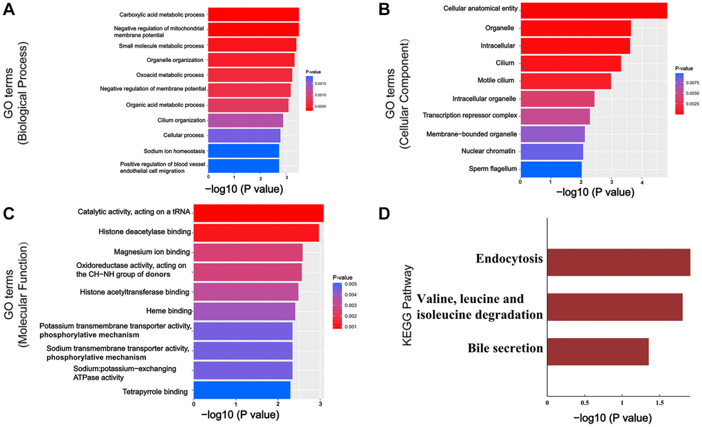 GO and KEGG Pathway analysis of validated circRNAs related genes. (A–C) Top 10 enriched GO terms in BP, CC and MF. (D) Top 3 enriched KEGG pathways. Abbreviations: GO: Gene Ontology; CC: cellular components; BP: biological processes; MF: molecular functions.