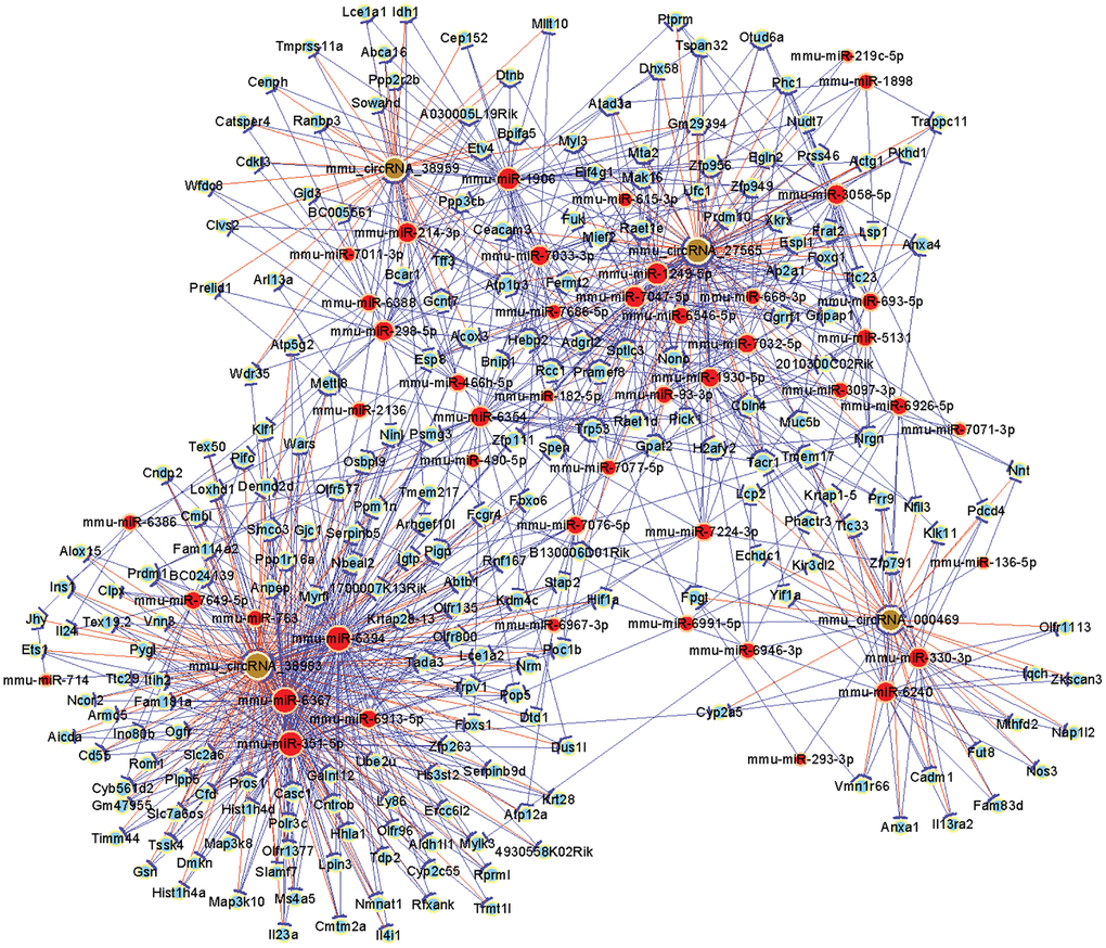 A network diagram shows the circRNA-miRNA-mRNA network for four candidate circRNAs. Yellow rounds, red rounds and green rounds represent circRNA, miRNA and mRNA, respectively.