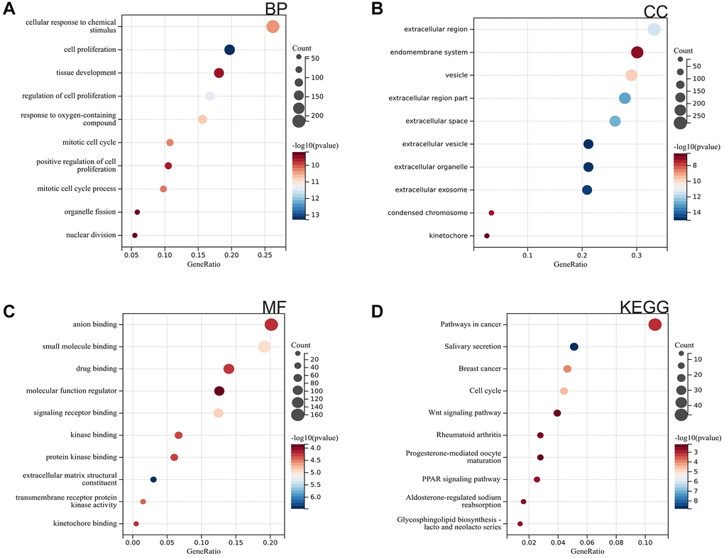 Functional enrichment analysis of DEGs. (A) GObp analysis. (B) GOcc analysis. (C) GOmf analysis. (D) KEGG analysis.