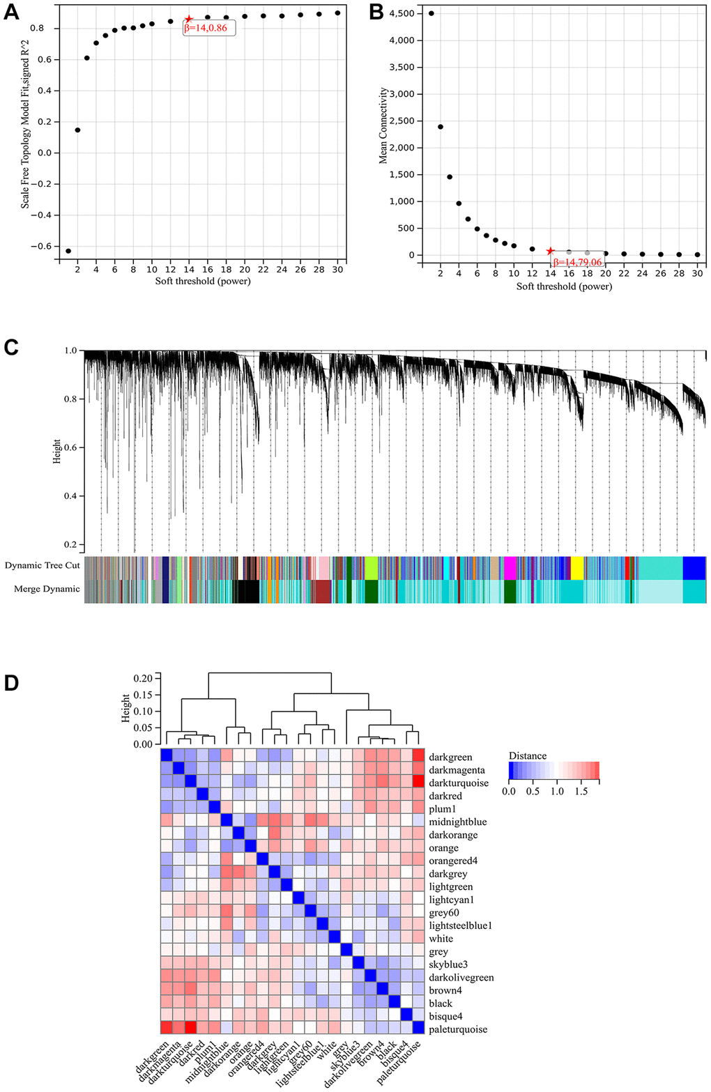 WGCNA. (A) β = 14, 0.86. (B) β = 14, 79.06. (C) A hierarchical clustering tree of all genes is constructed and important modules. (D) The interaction between these modules.