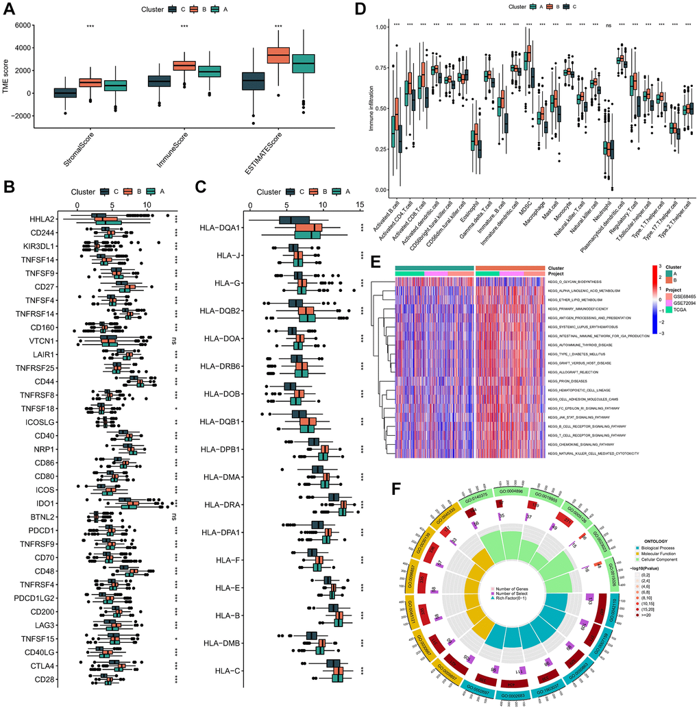 Immune microenvironment and functional enrichment analysis in molecular subtypes. (A) The difference in stromal score, ESTIMATE score, and immune score between different molecular subtypes. (B) Expression of immune checkpoints between different molecular subtypes. (C) Expression level of HLA genes between different molecular subtypes. (D) The infiltration of immune cells in TME in 3 subtypes. (E) The GSVA pathway enrichment analysis between different subtypes. (F) GO enrichment analysis results of 1033 DEGs. ns not significant, *p **p ***p 