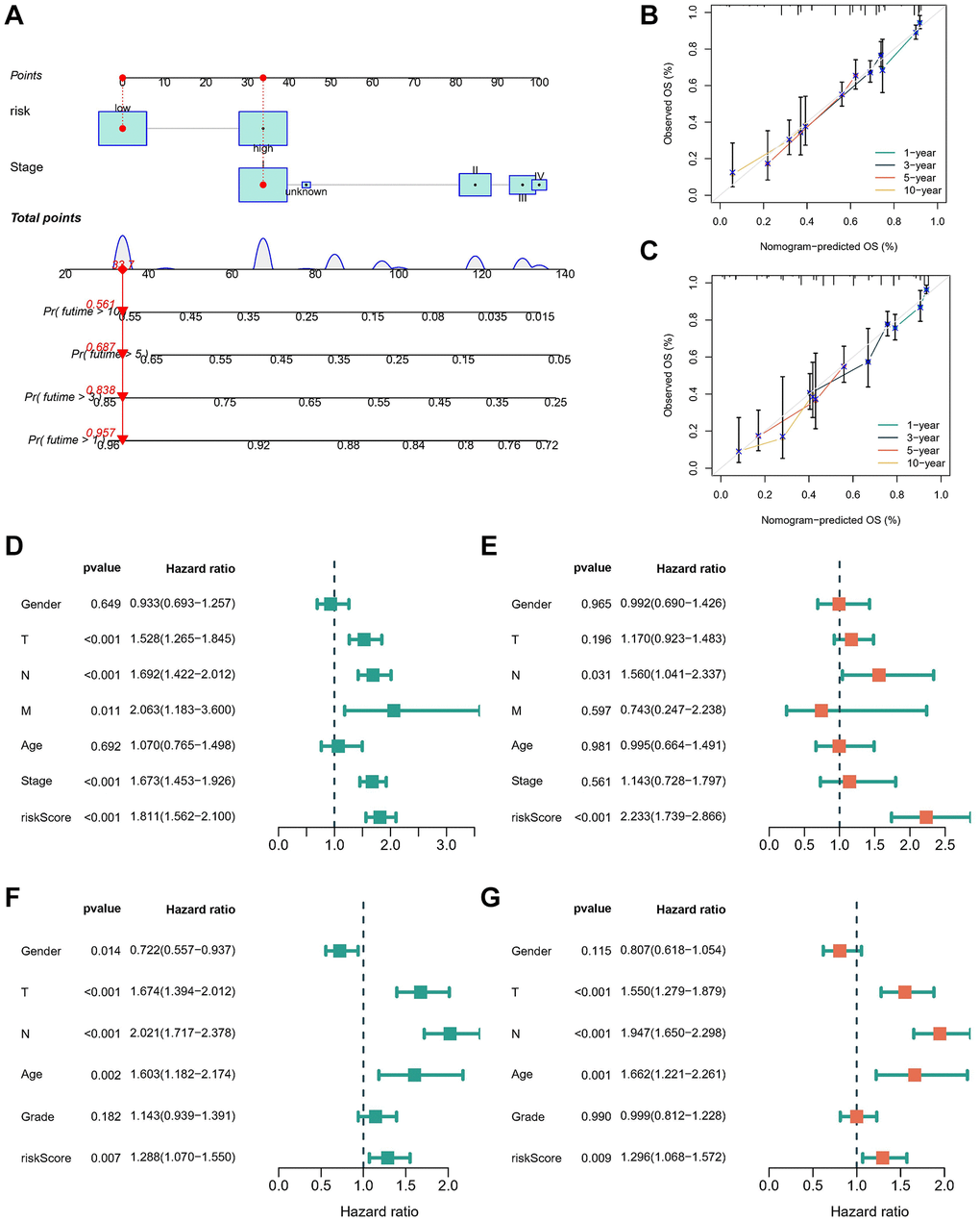 Construction and evaluation of the novel nomogram. (A) The nomogram for predicting the survival probability of LUAD patients. The calibration plots of the nomogram for predicting OS probability in TCGA cohort (B) and GSE68465 cohort (C). Univariate (D) and multivariate (E) Cox analyses for the signature-based risk score and other clinical features in TCGA cohort. Univariate (F) and multivariate (G) Cox analyses for the signature-based risk score and other clinical features in GSE68465 cohort.