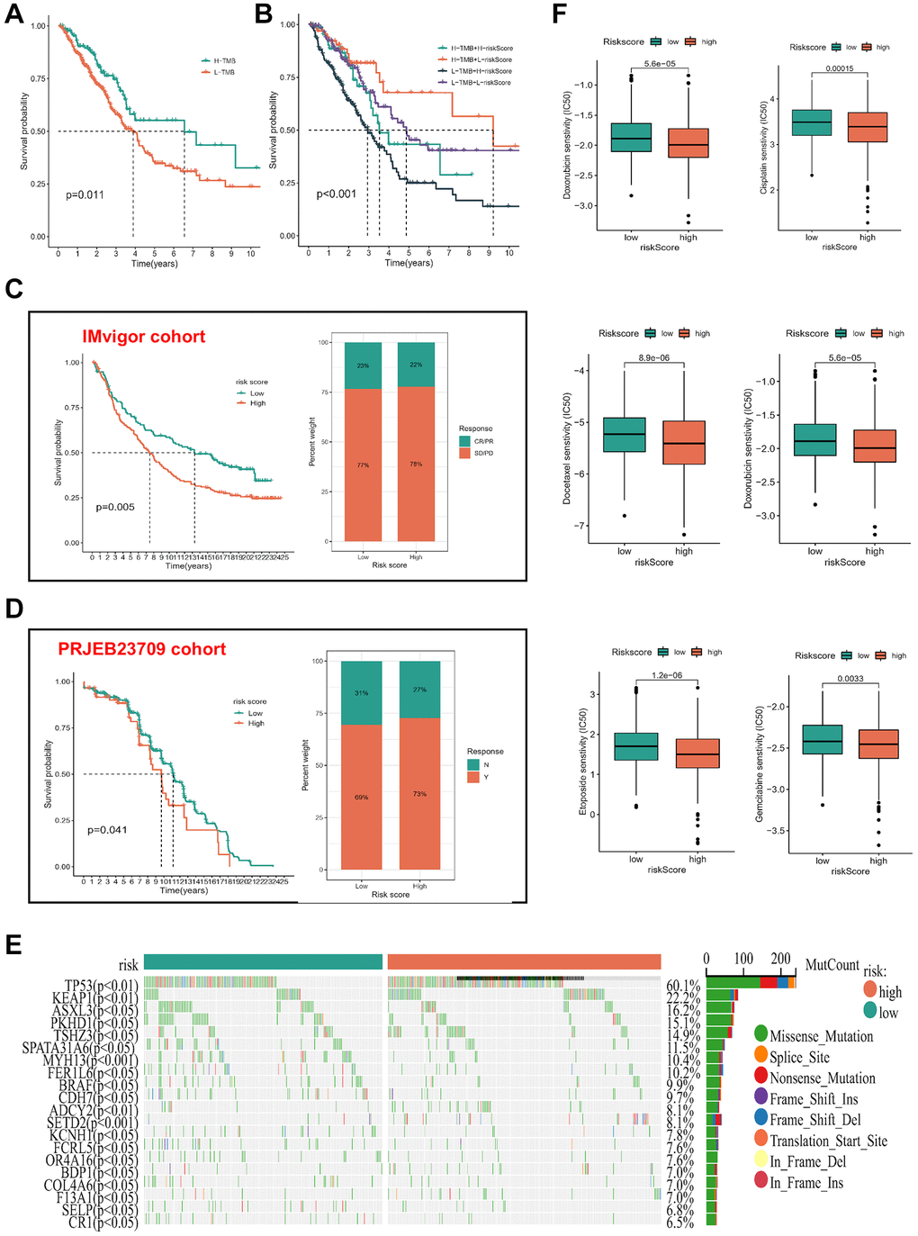 Association of risk subgroup with therapy in LUAD patients. (A) KM survival analysis of TMB. (B) Effects of the risk score combined with TMB on the overall survival. (C, D) The survival status and immunotherapy reflection of patients in the high- and low-risk subgroups in three immunotherapy cohorts. Abbreviations: CR: complete response; PR: partial response; SD: stable disease; PD: progressive disease. (E) Tumor mutation situations in different risk score subgroups. (F) The boxplot of sensitivity of common chemotherapy drugs between high- and low-risk subgroups.