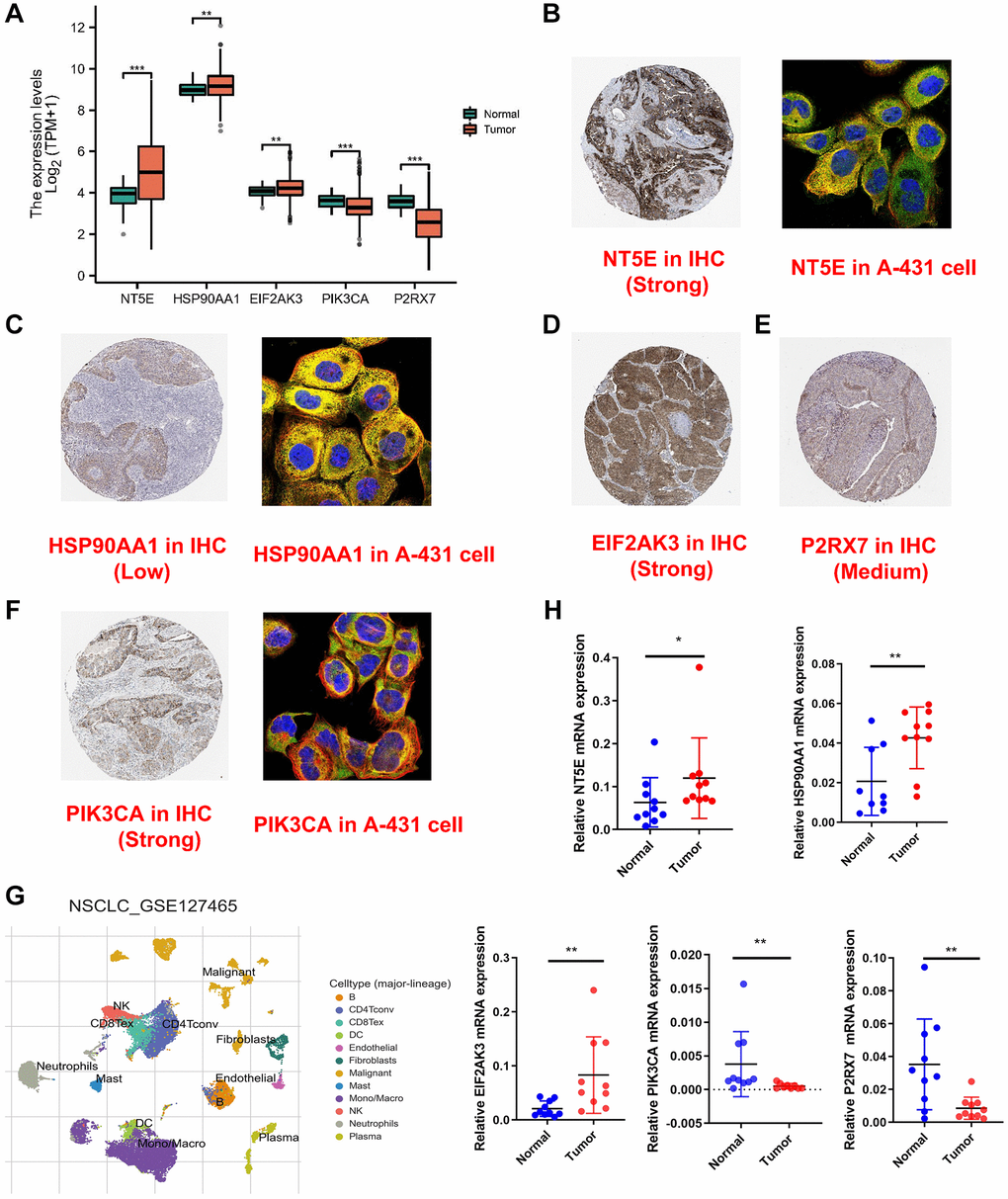 Validation of expression of genes involved in signature. (A) The expression of the five-signature genes in TCGA database. (B–F) The cell sublocalization immunofluorescence plot and IHC plot of five-signature genes. (G) Graph showing cell clusters identified by using single-cell RNA-seq dataset GSE127465. (H) The expression levels of five ICDGs in 10 paired LUAD and matched adjacent normal tissues were examined by qRT-PCR. *p **p ***p 