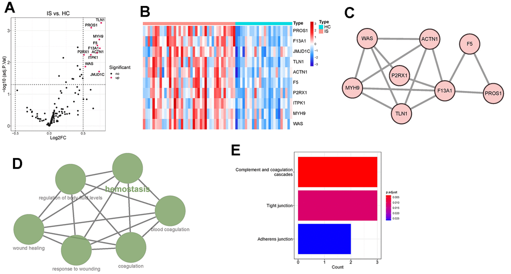 Identification and functional enrichment analysis of differentially expressed coagulation genes (DECGs). (A) Volcano plot demonstrating an overview of DECGs, in which red dots indicate upregulated CGs in IS. (B) Heatmap showing the increased or decreased expressions of DECGs with the hierarchical clustering for ischemic stroke (IS) and healthy control (HC) groups. The colored column sidebar at the top indicates the type of samples (coral- IS; cyan-HC). (C) Visualization for the predicted results of protein-protein interaction (PPI) network among DECGs via STRING and Cytoscape. Each node represents a protein, and each line refers an interaction. Line thickness indicates the strength of interaction. (D) A functionally grouped network of enriched GO terms and pathways was generated for DECGs by ClueGO. GO terms and pathways are represented as nodes, and the node size is proportional to the enrichment significance. The most significant term (hemostasis) is considered to be the leading term and it is highlighted in the network. (E) Bar chart showing that DECGs were significantly enriched in KEGG pathways of complement and coagulation cascades, tight junction and adherens junction.