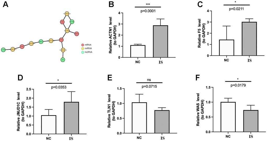 Regulatory network and qPCR validation. (A) The lncRNA-miRNA-key CGs regulatory network. The coral, green and yellow circle represents mRNA, lncRNA and miRNA, respectively. The lines between circles mean that there are predicted regulatory pairs. The expressions of ACTN1 (B), F5 (C), JMJD1C (D), TLN1 (E) and WAS (F) were detected and compared between IS and HC samples by qPCR. The results were shown as mean ± S.D. *p ***p nsp > 0.05.