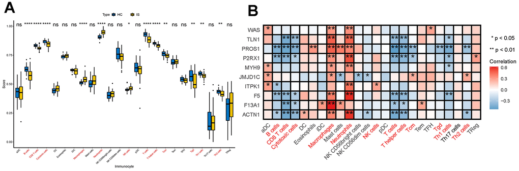 Interactions between DECGs and immune cells. (A) Box plot showing the difference of the proportions of 28 immune cells between IS and HC samples. In the x-axis, the significant differentially infiltrated immune cells were marked in red color. The value shown in the y-axis was the enrichment score of immune cells calculated by ssGSEA. *p **p ****p nsp > 0.05. (B) Heatmap demonstrating the correlation results between the expressions of DECGs and 28 immune cells. The immune cells in red color at the bottom are significant differentially infiltrated immune cells between IS and HC. The color of each tiny box indicates if they are positive-correlated (red) or negative-correlated (blue). *p **p 