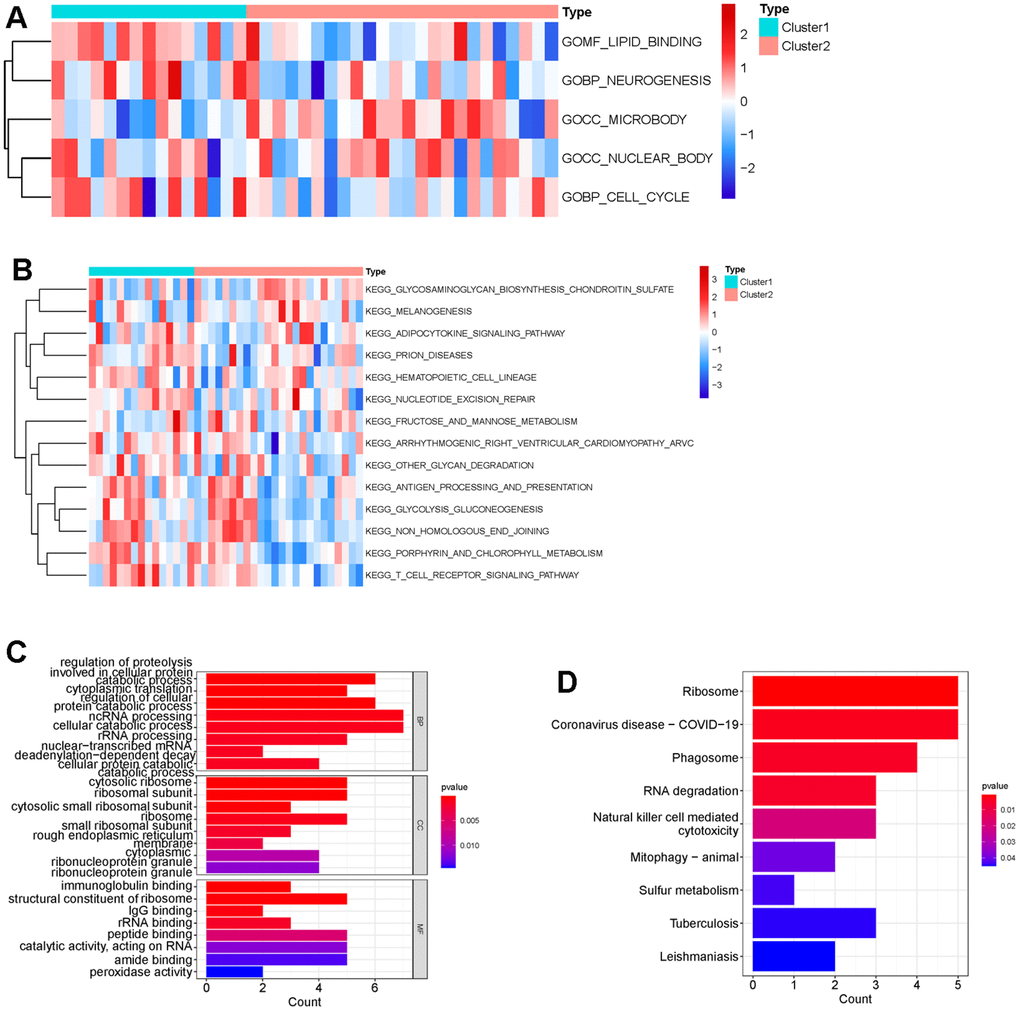 Difference of functional enrichment of genes in cluster 1 and cluster 2. Heatmap displaying differentially enriched GO terms (A) and KEGG pathways (B) between cluster 1 and cluster 2 by calculating enrichment score using GSVA. The tiny boxes in the heatmap are colored by mean GSVA scores from dark red to dark blue. (C) Bar chart displaying GO terms sorted by adjusted p value in the category of biological process (BP), cellular component (CC) and molecular function (MF) that DEGs between cluster 1 and cluster 2 are enriched in. (D) Bar chart showing that DEGs between cluster 1 and cluster 2 were significantly enriched in nine KEGG pathways using p 